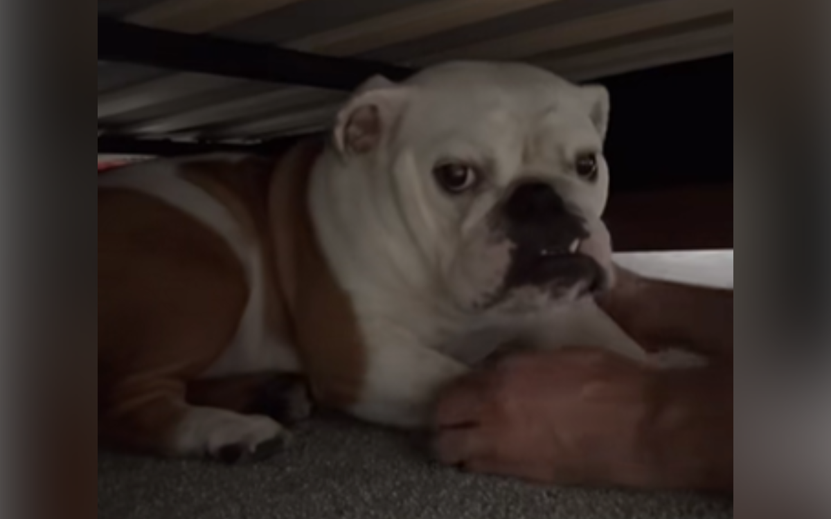 Pancake the English bulldog.