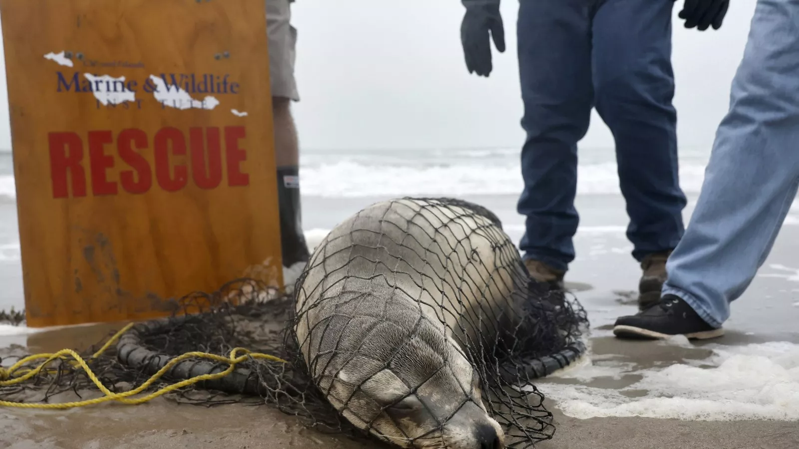 Donald Trump's NOAA cuts criticized amid huge sea lion deaths in California
