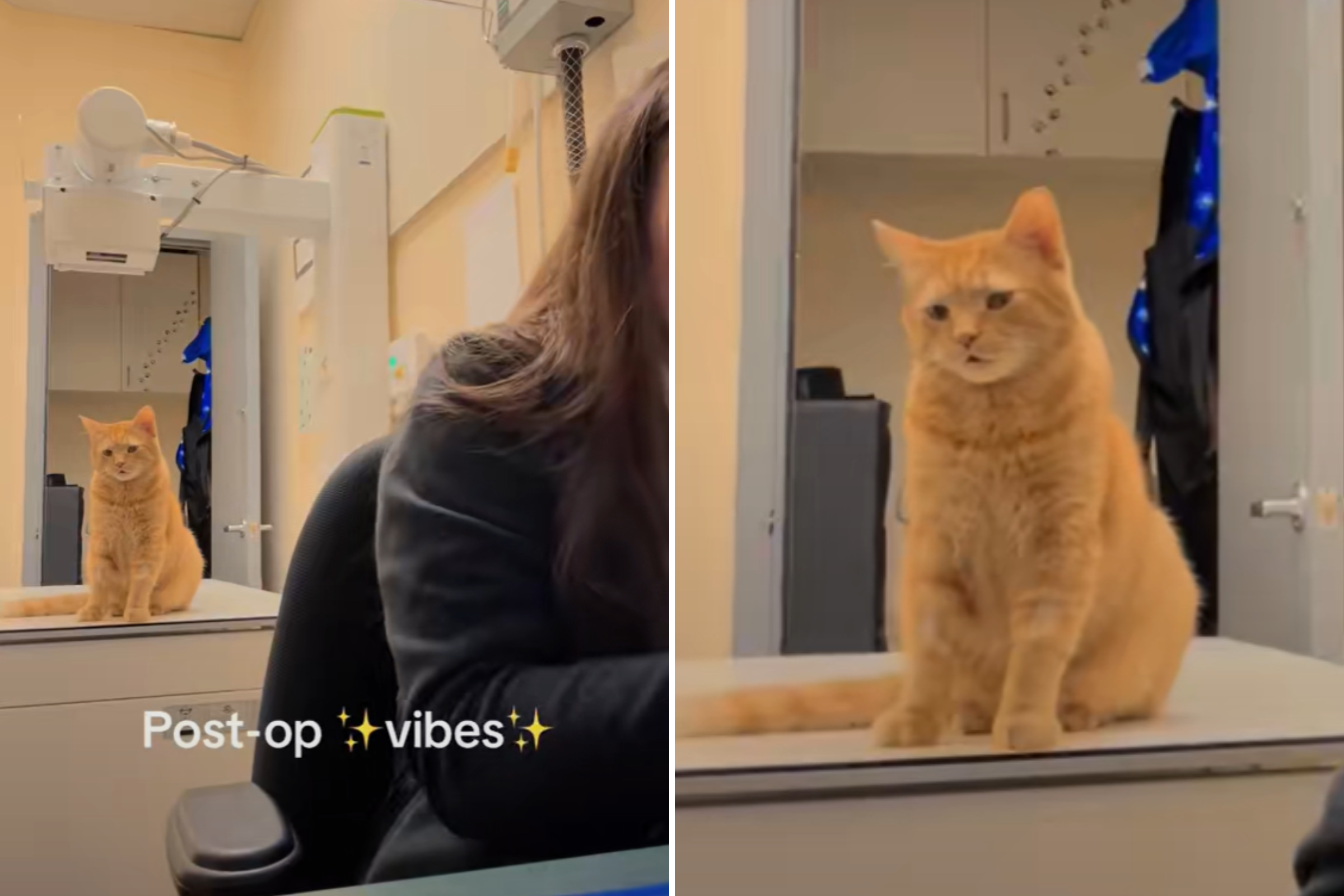 Cat Wakes Up From Anesthetic After Dental Work, Owner Left in Hysterics