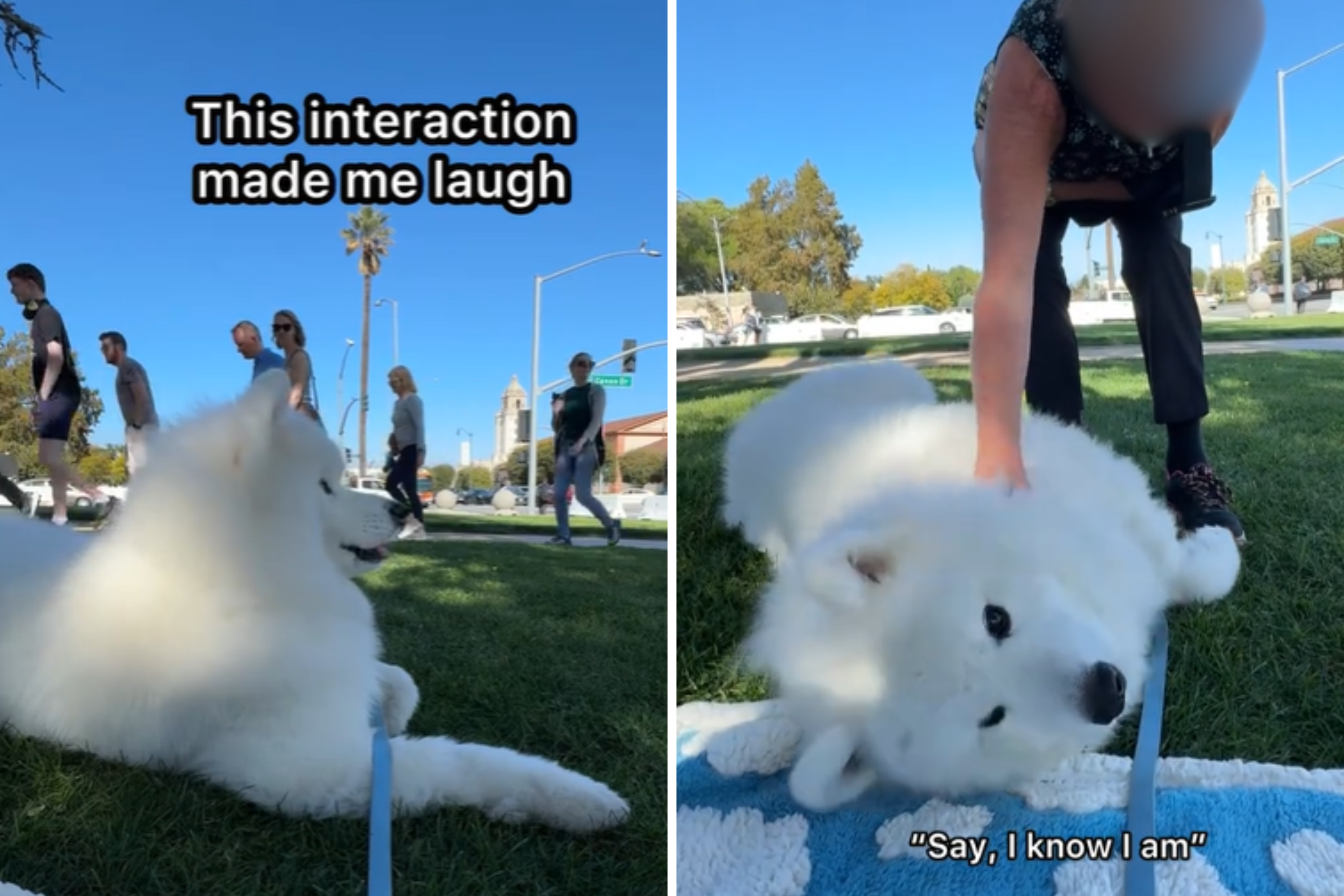 Stranger Seen Approaching Dog in Viral Video—Internet Has Thoughts