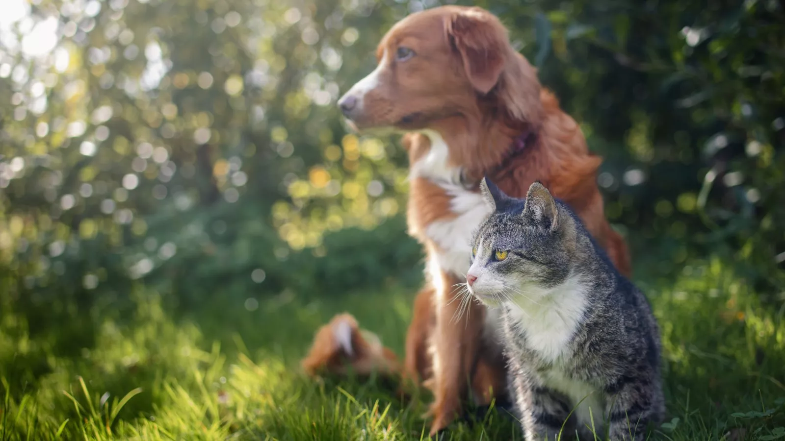 Pet owners could have dogs, cats removed after city passes new law
