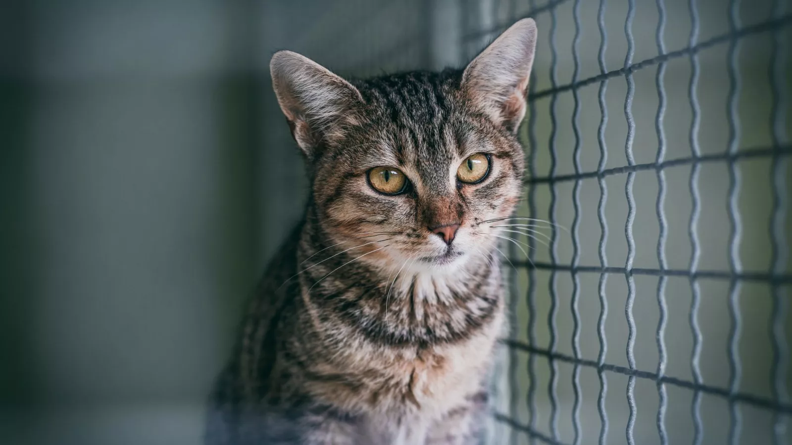 Woman visits cat shelter; one resident immediately gets her attention