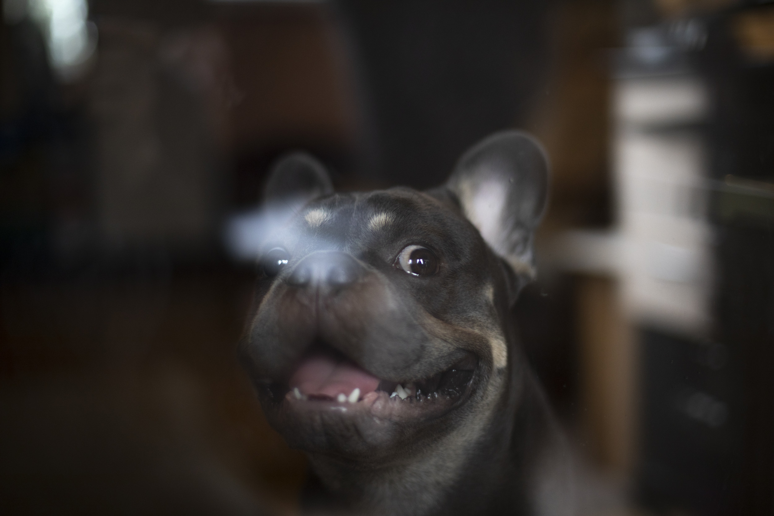 Woman looks out window, can't believe what neighbor's dog is doing