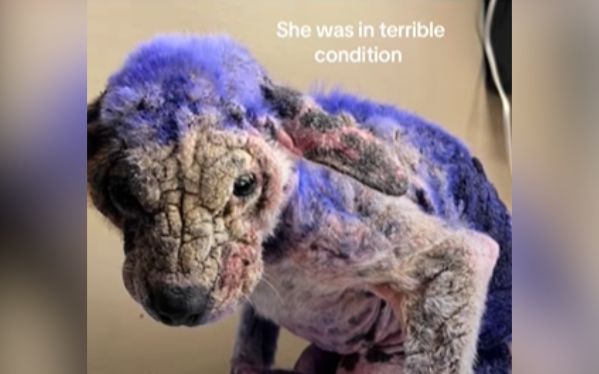 Violet was hospitalized for two days.