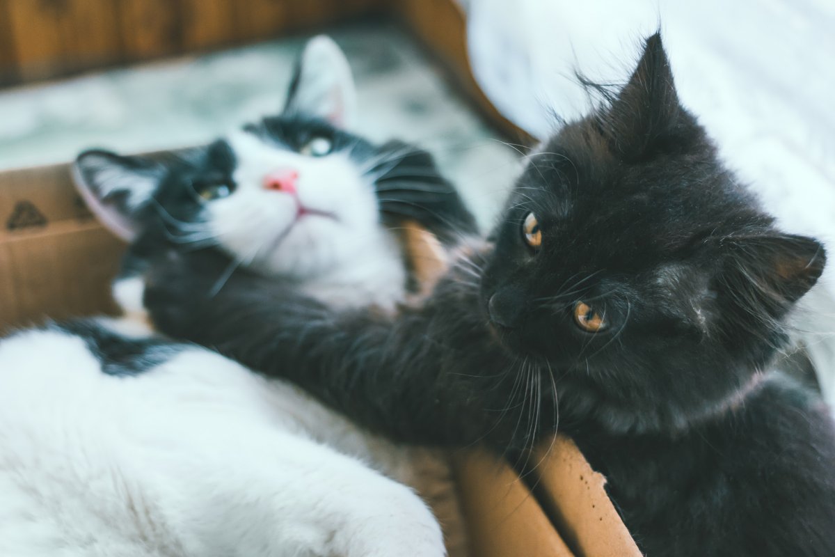 Cat fight