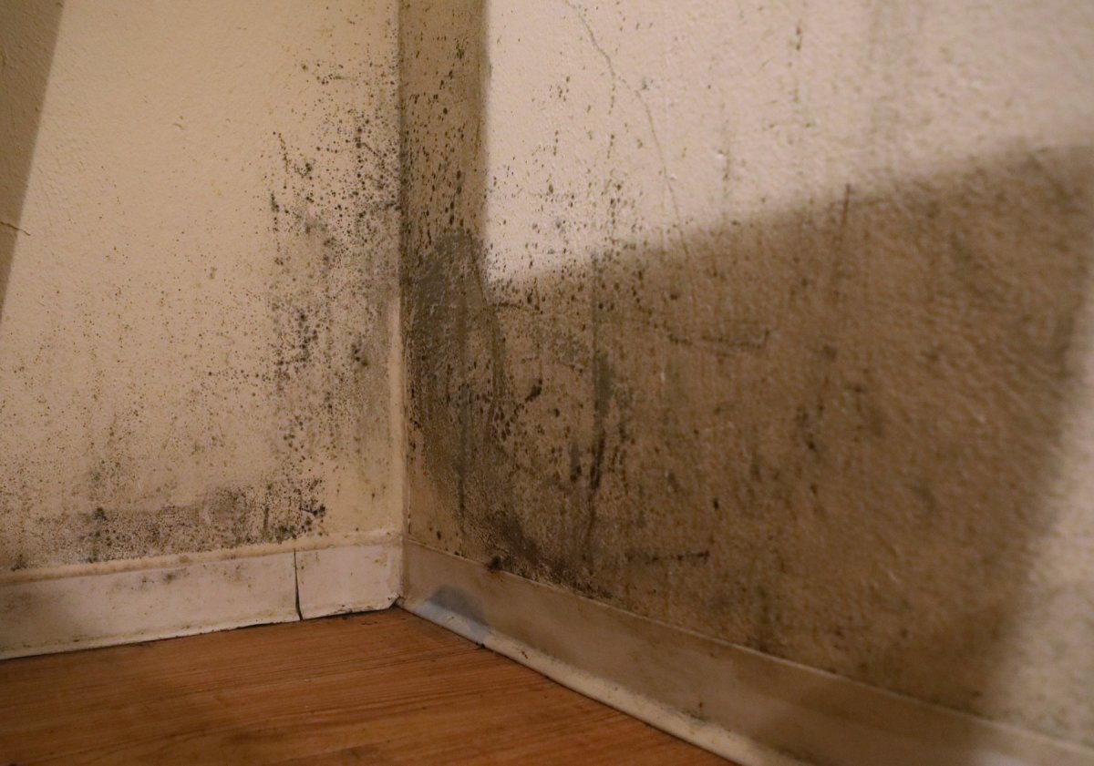 Mold in home