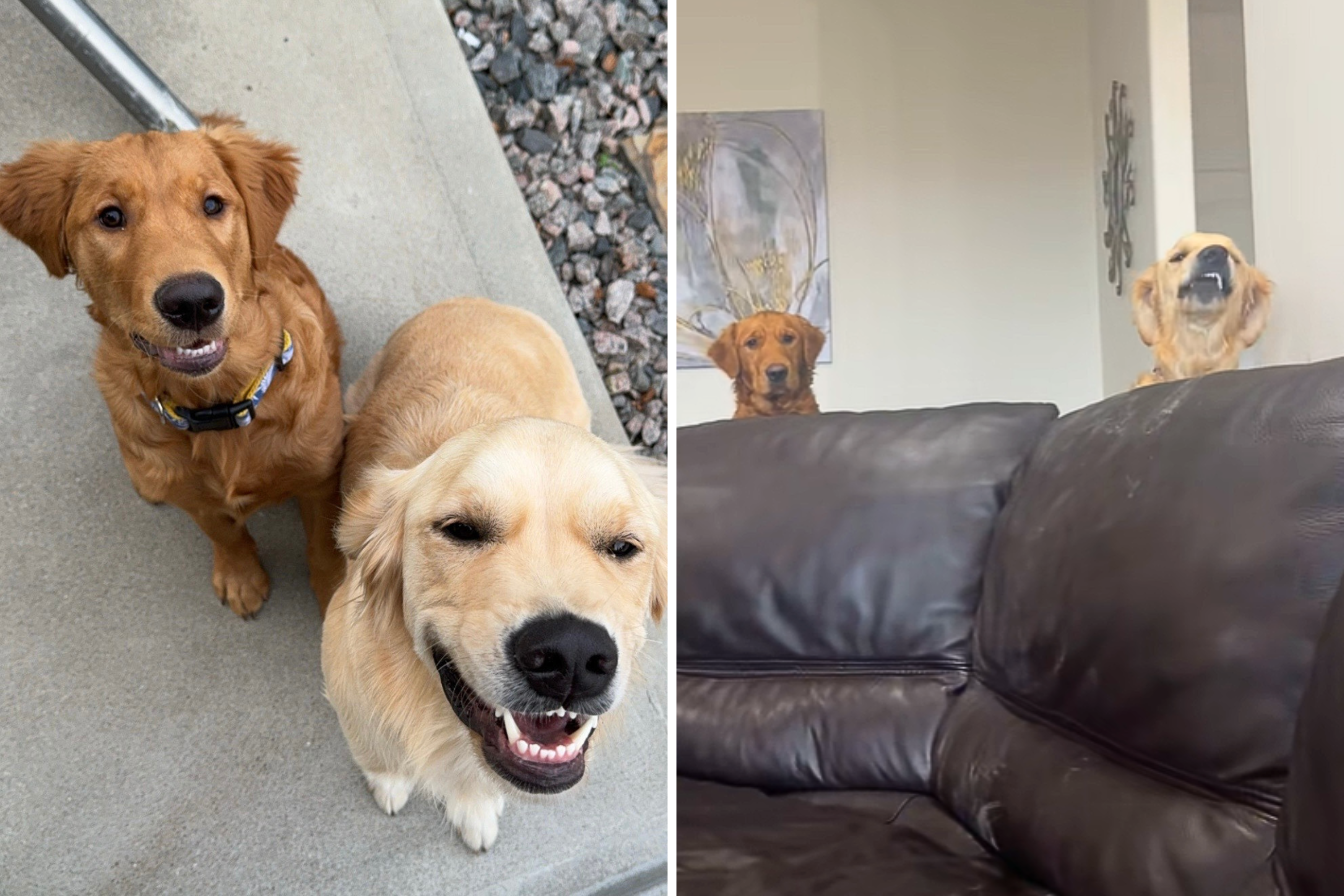 Hysterics at How Muddy Golden Retriever Duo React to Ban From Carpet