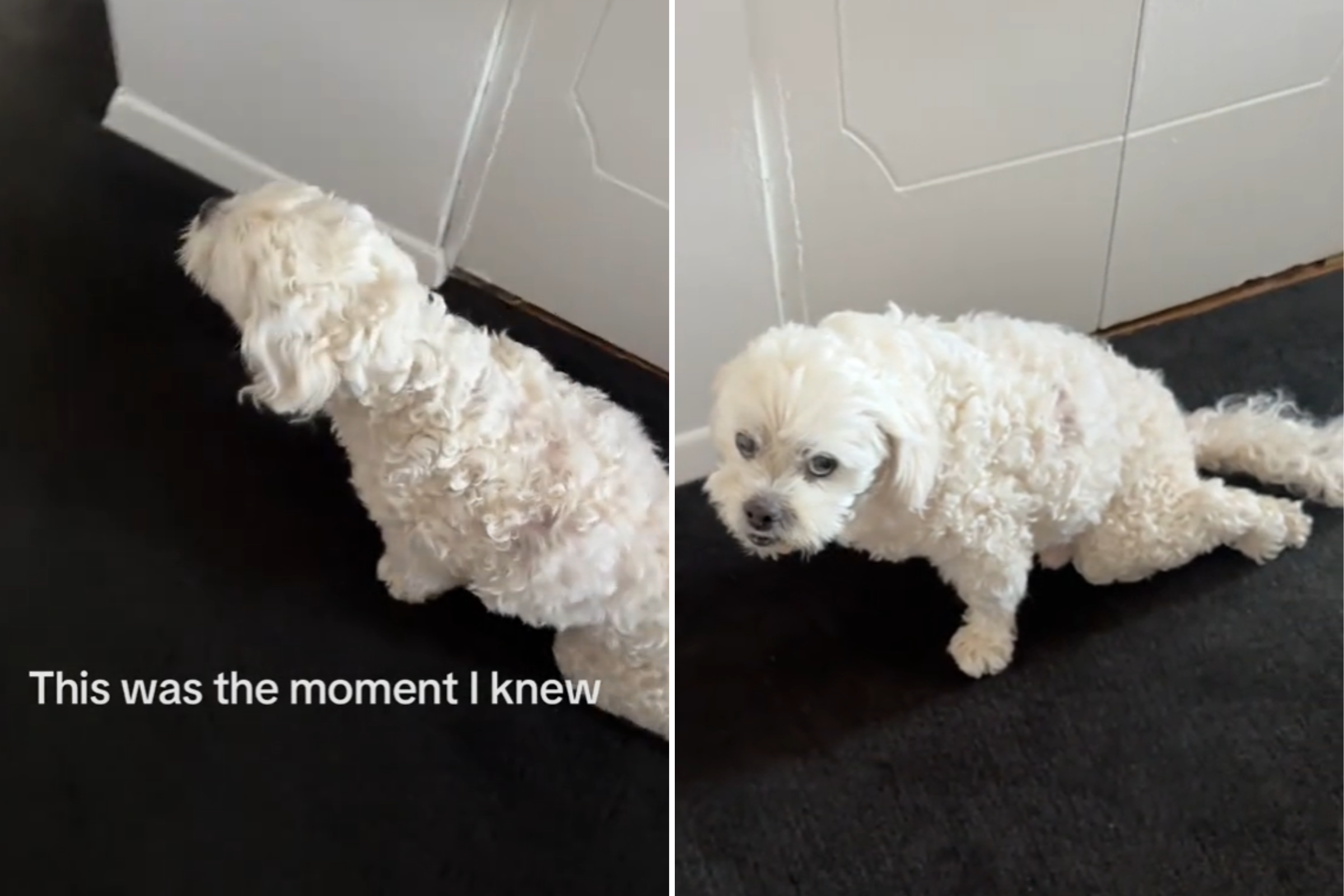 Owners Heartbreaking Clip of Senior Dog 55 Minutes Before He Died—I Knew