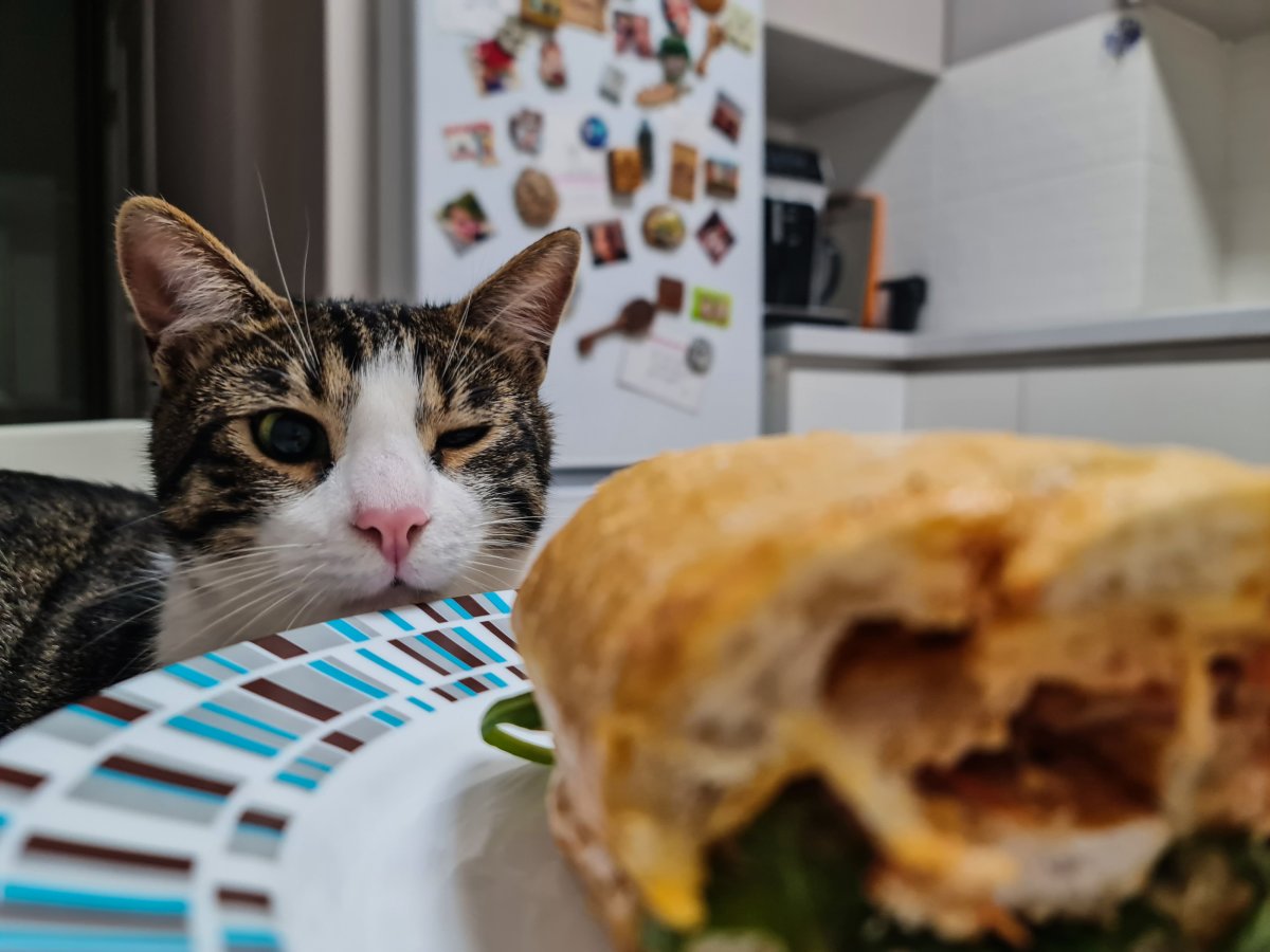 cat staring at sandwich
