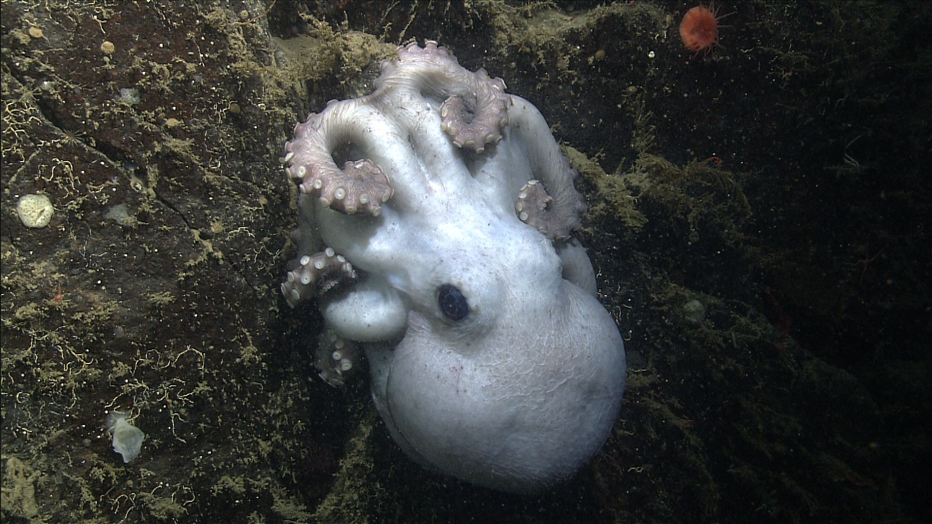 Octopus Broods Eggs for a Record 4½ Years, Then Dies, Scientists Report