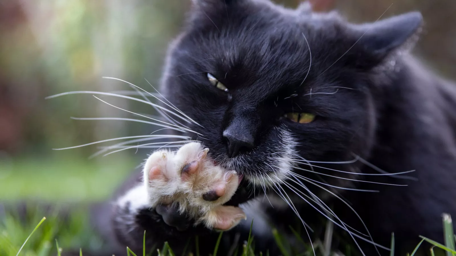 Mama cat's reaction to owner leaving kittens unattended melts hearts