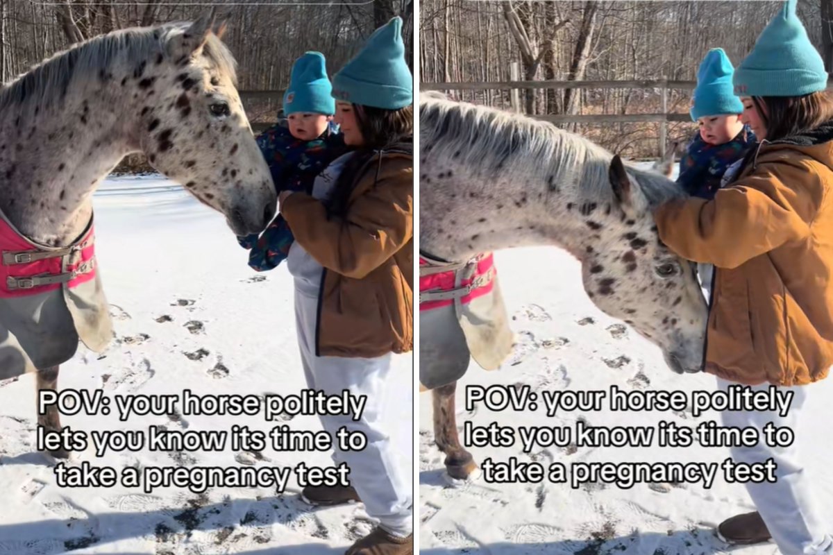 Horse sniffing woman's belly