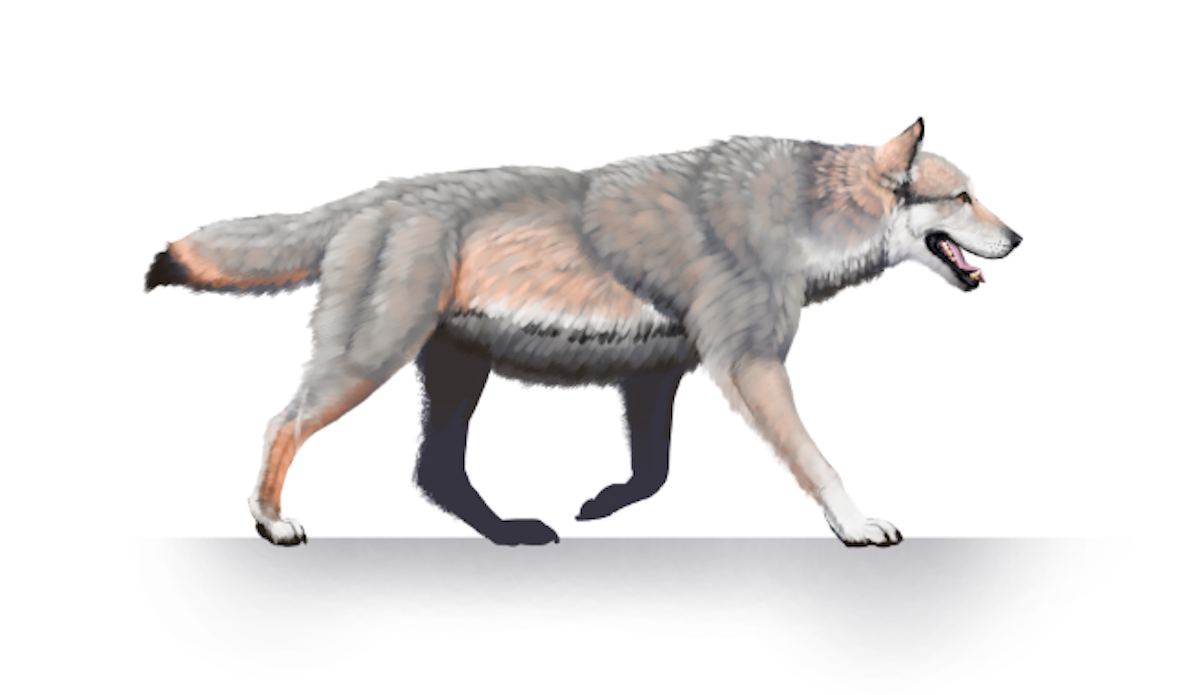 What is a Dire Wolf? How the Formerly Extinct Species Compares to Gray ...