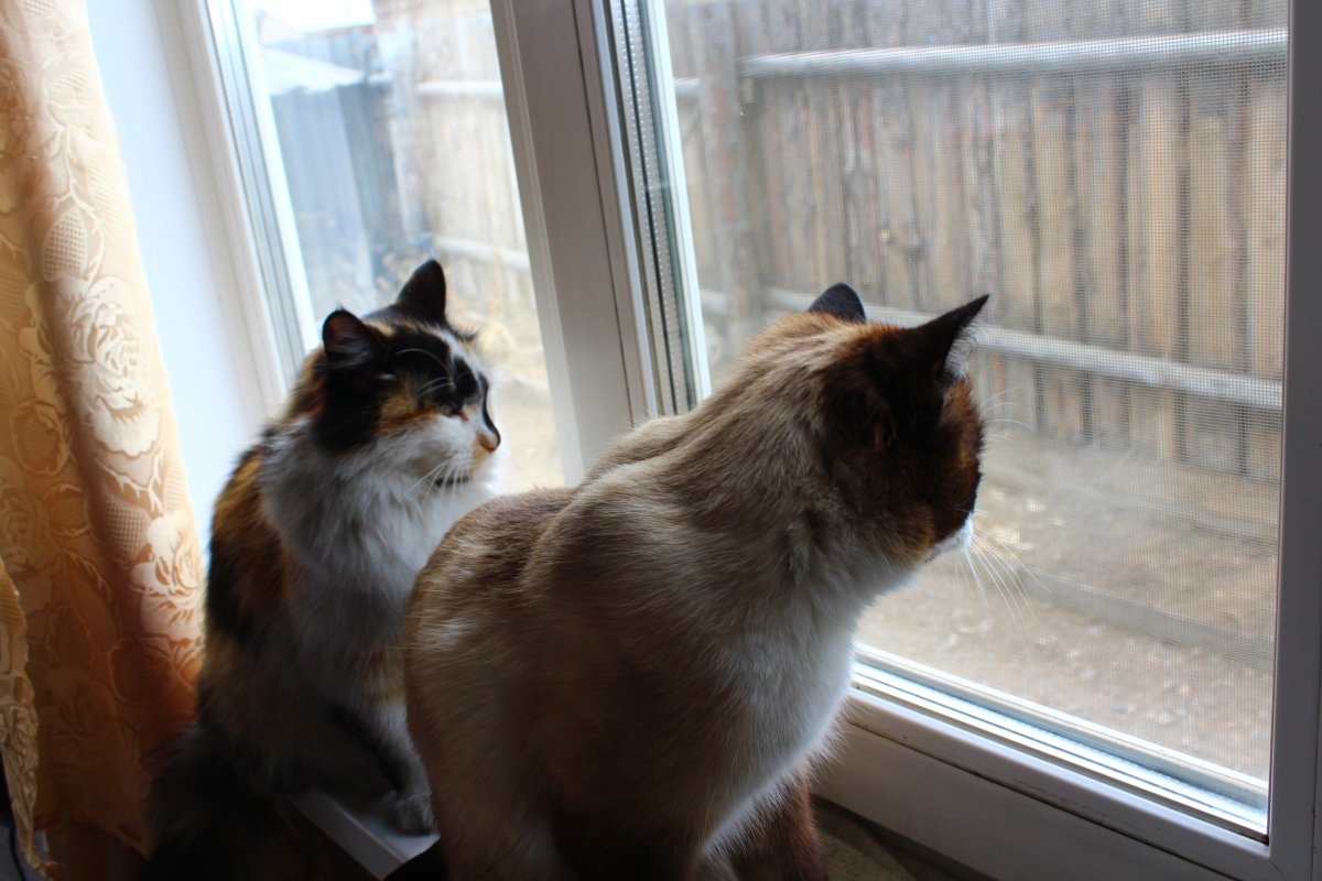 two cats looking out of the window
