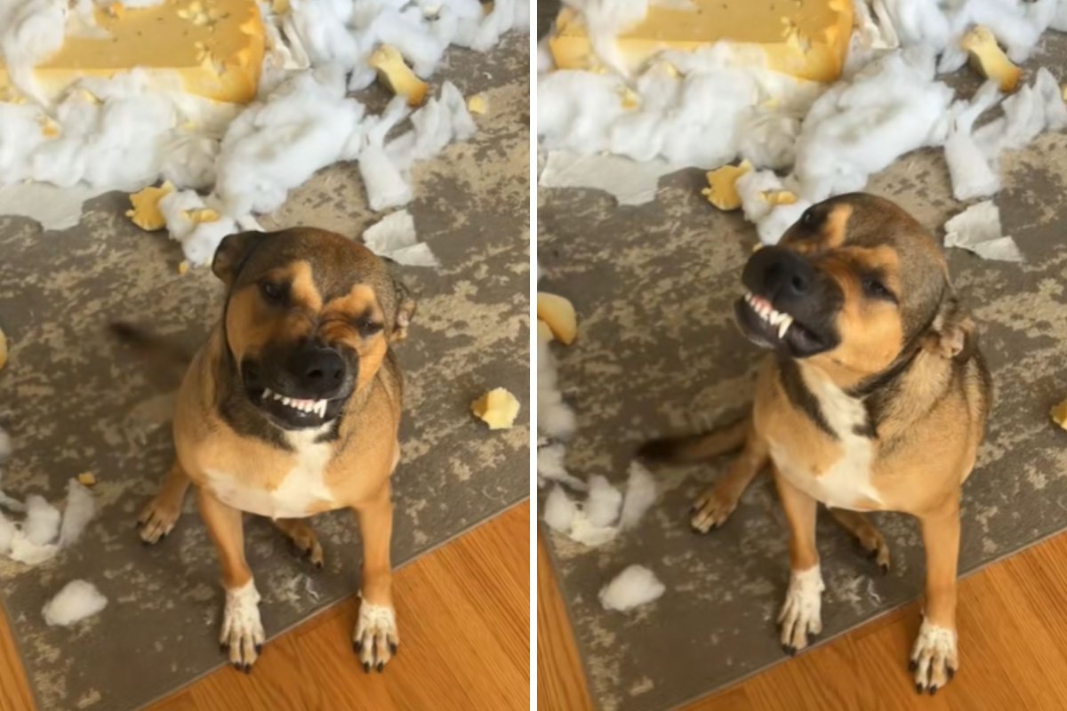 Dog smiles after destruction