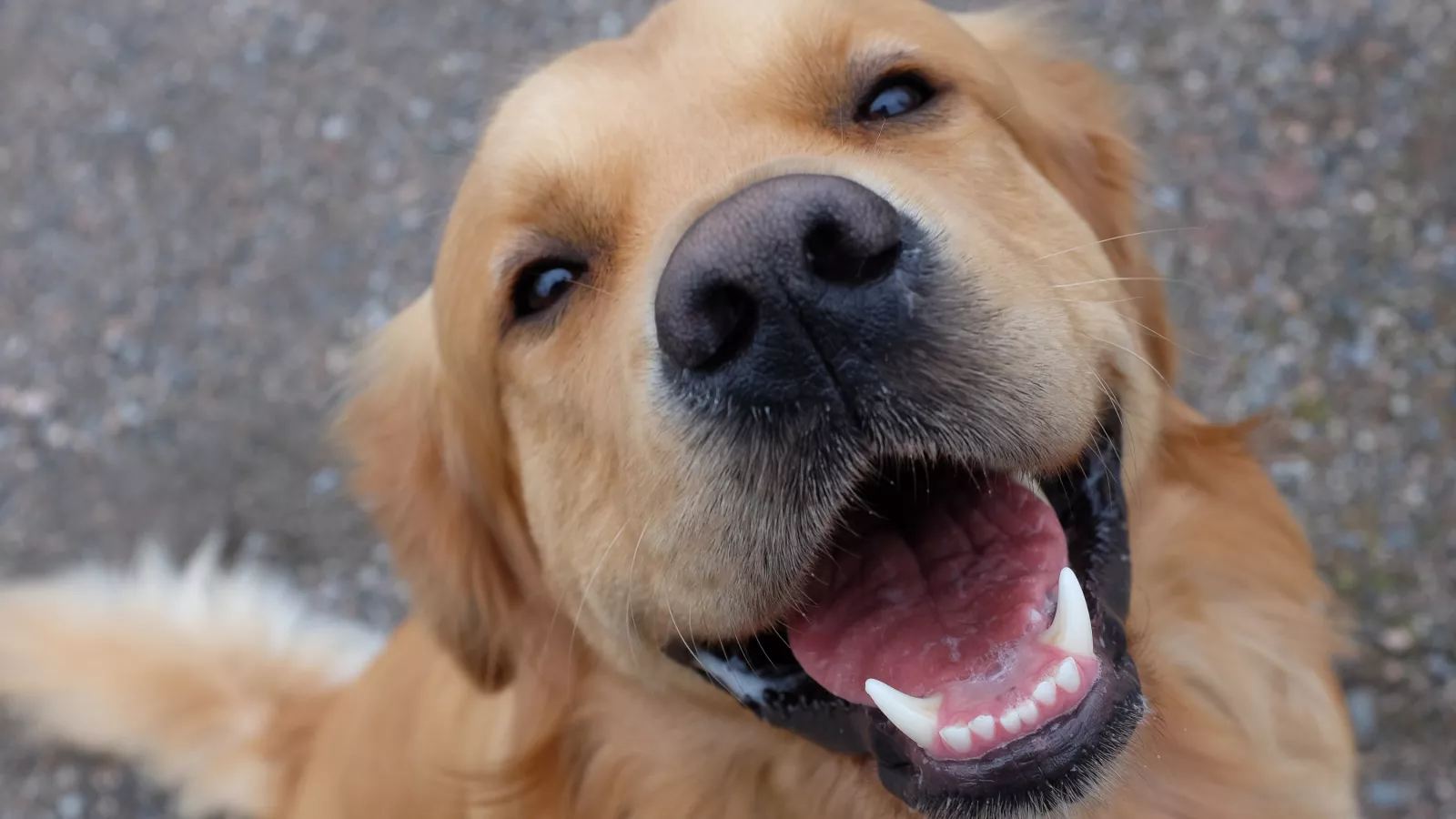 Key signs your dog is trying to communicate with you, according to experts