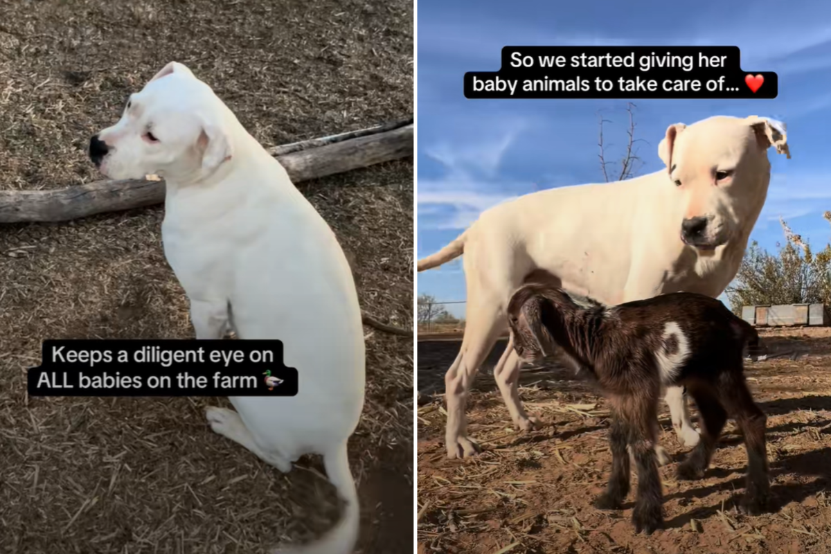 Evie deaf dog