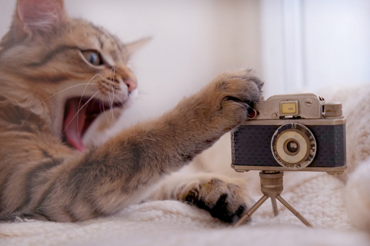 cat playing with toy camera