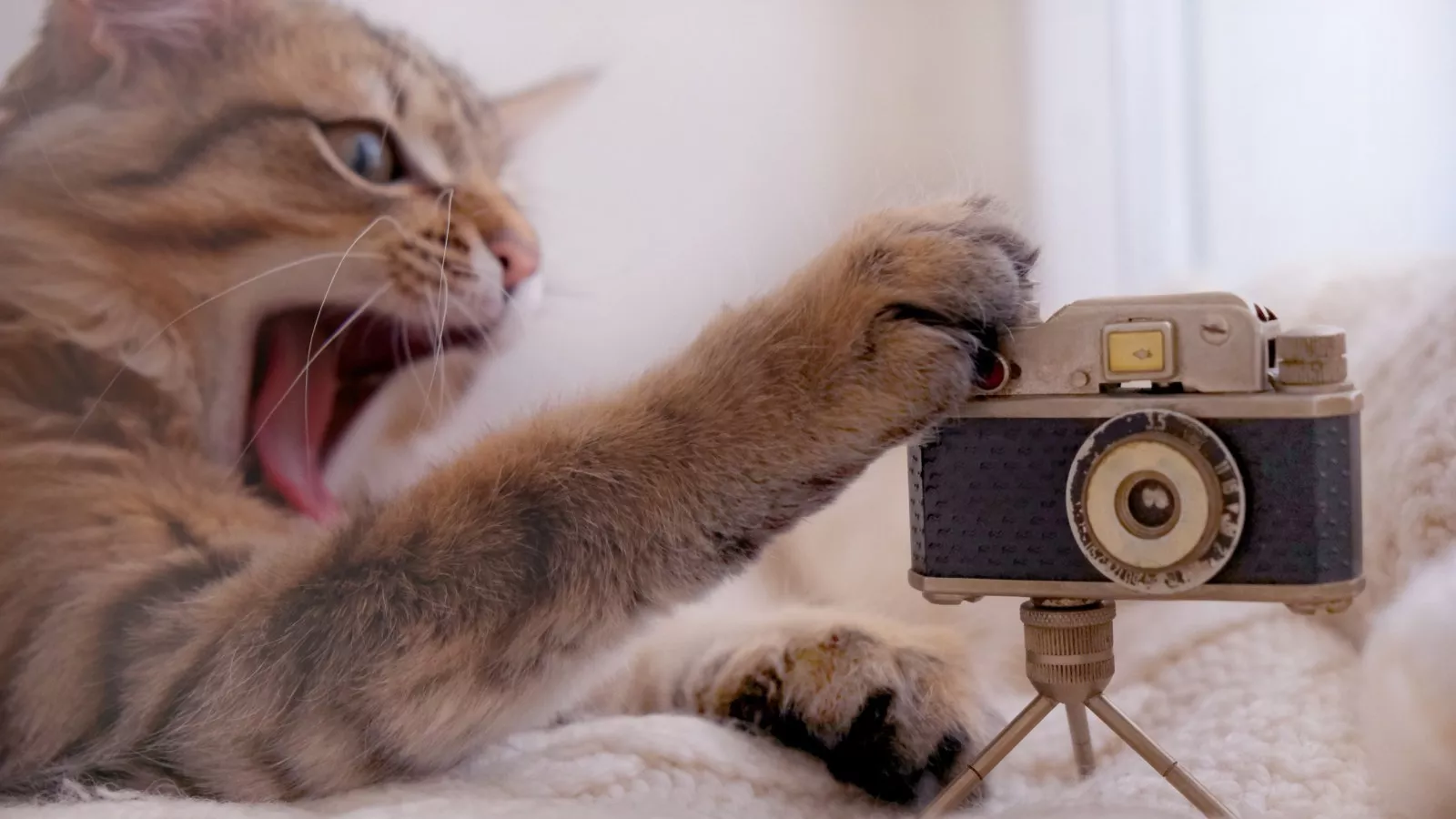 Pets are better influencers than people, according to science