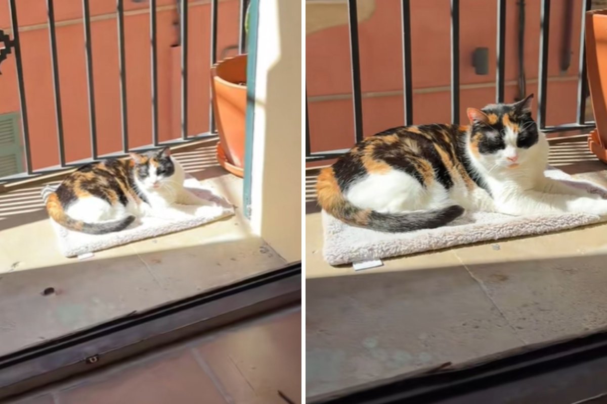 Cat sleeping on tiny blanket