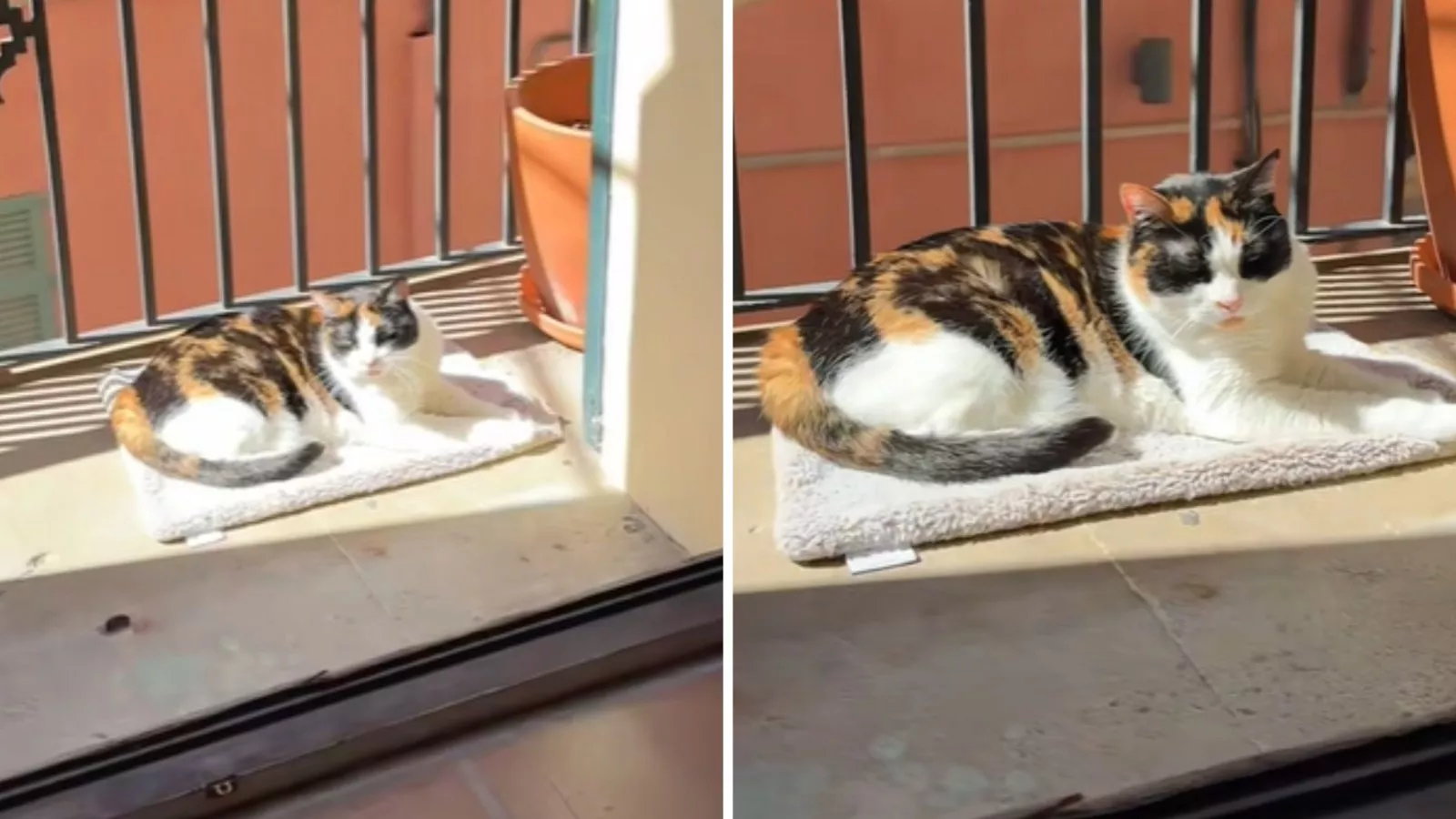 Owner shares sweetest reason cat only sleeps on "small piece" of blanket