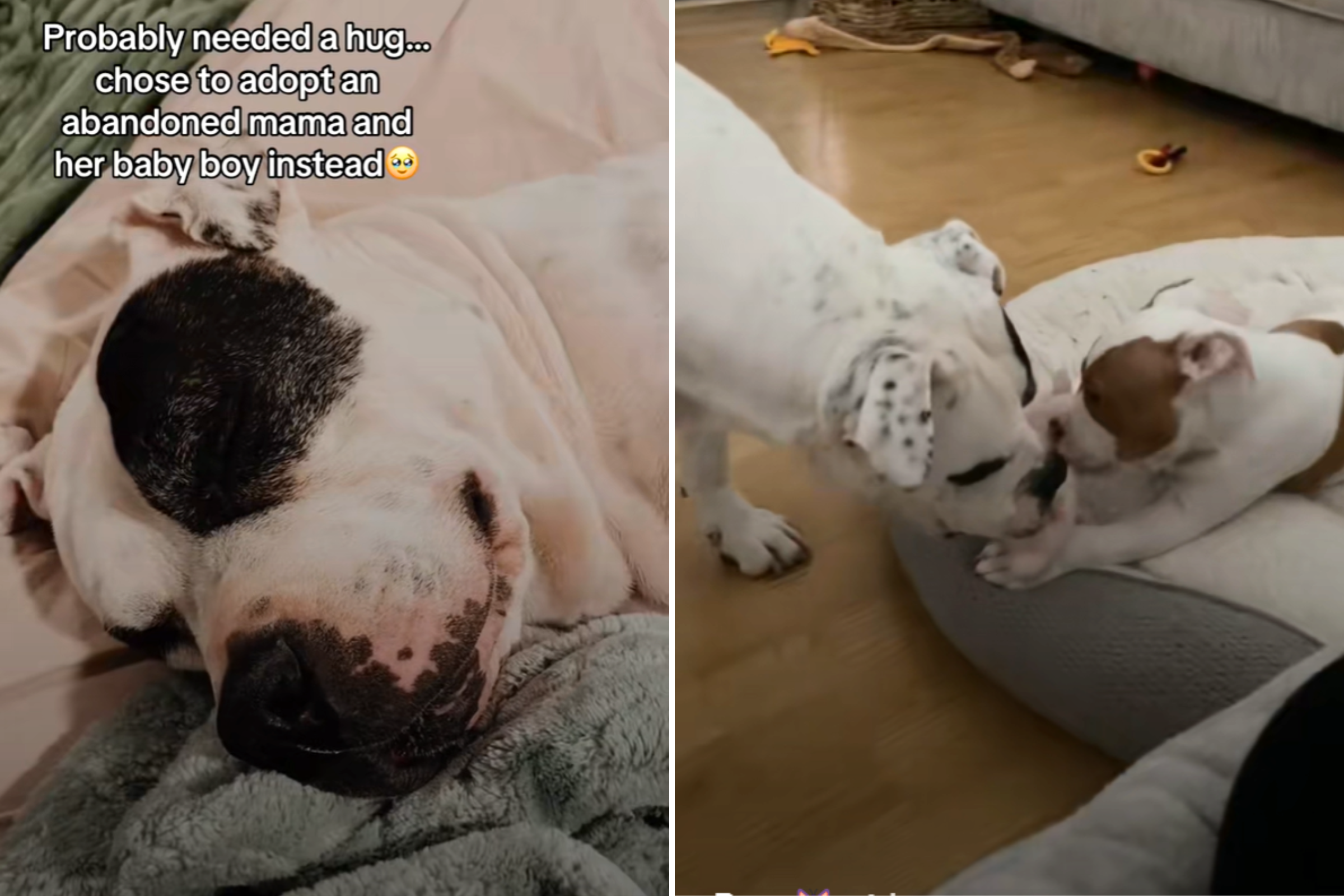 Woman Fosters Dog Used for Breeding, Then Comes an Unexpected Twist