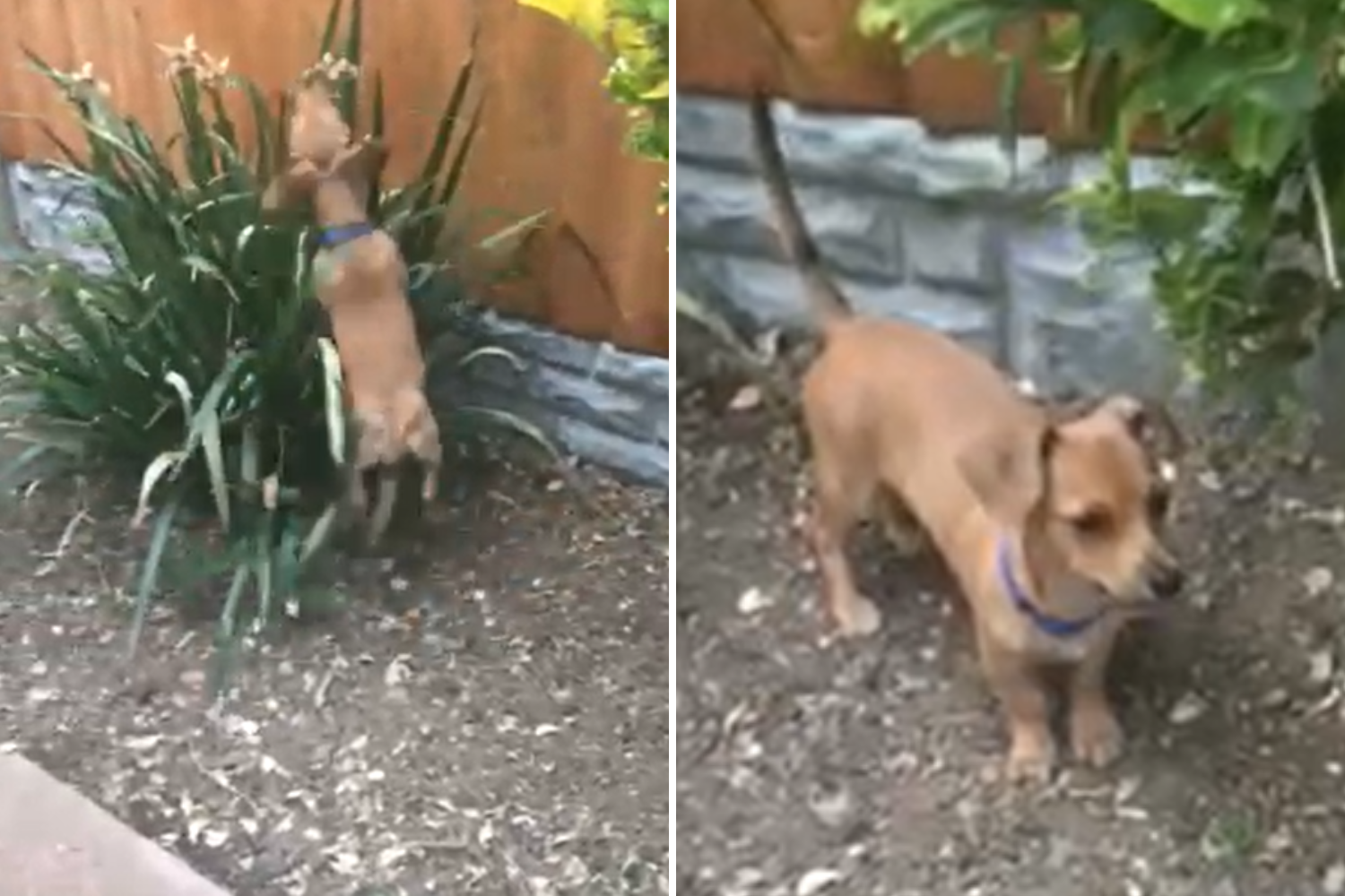 Dog Helping Owner With the Garden Wins Pet of the Week