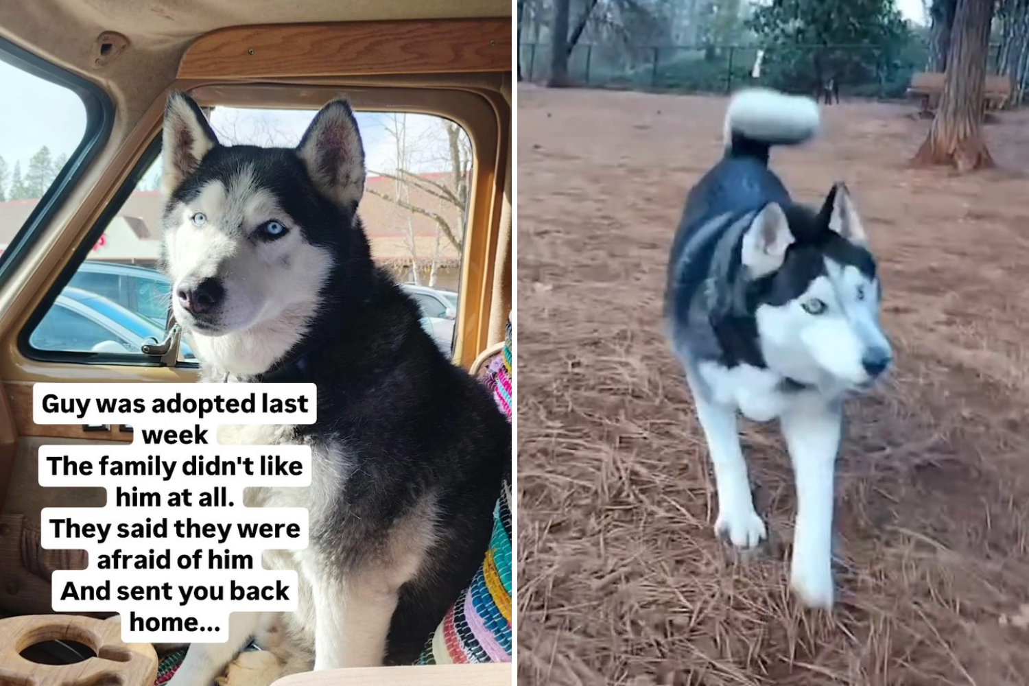 Husky returned when owners "didn't like him," then rescue realizes mistake