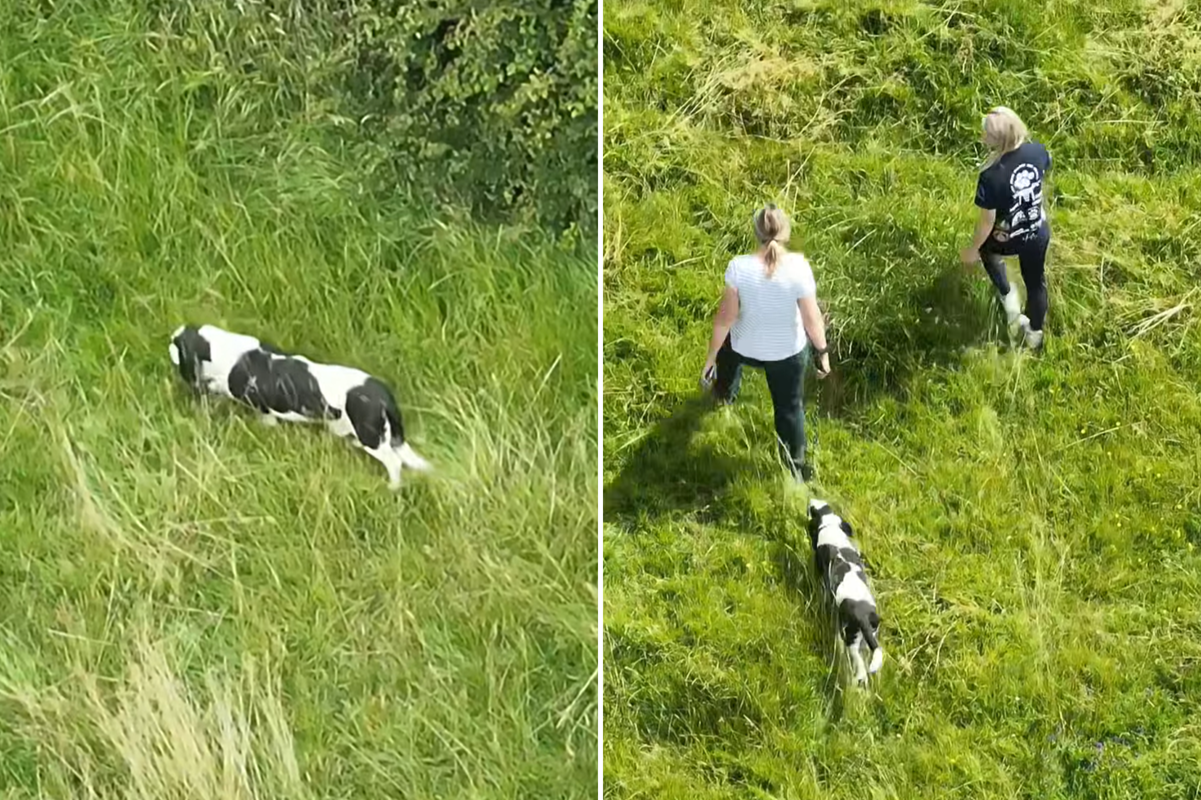 Moment missing senior dog with dementia finally found