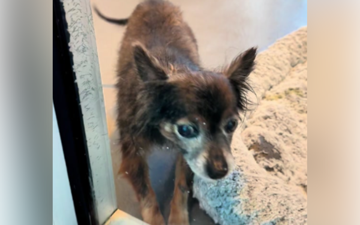 Senior Dogs World Turned Upside Down By Owners Heartbreaking Decision