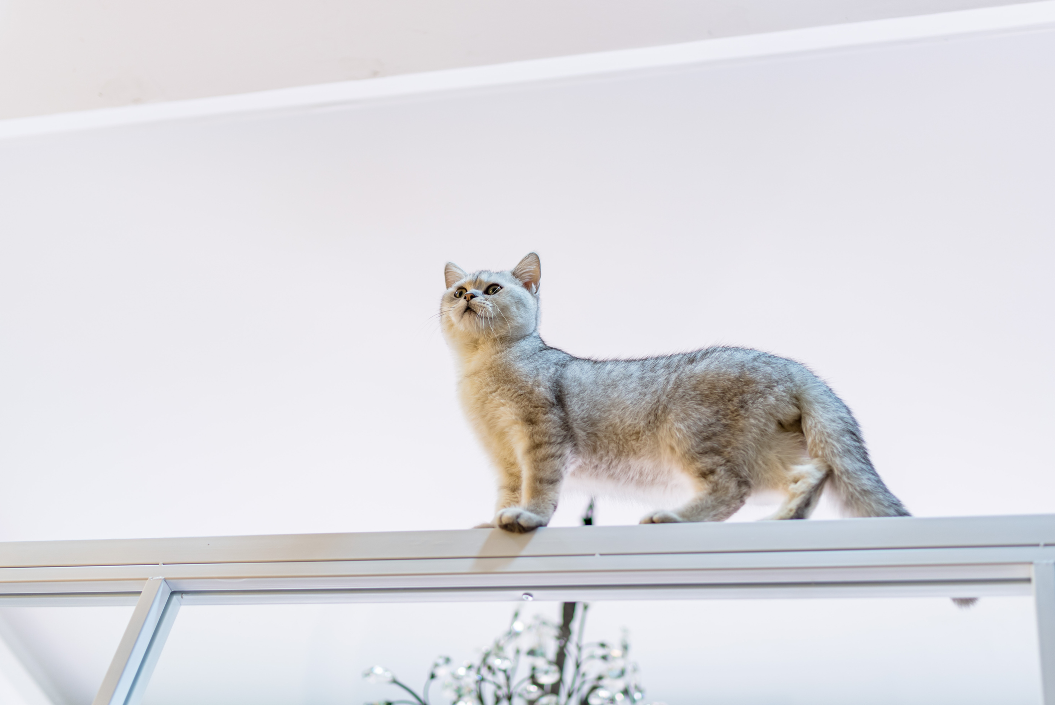 Cat Owner Finally Solves Mystery Over Cats Climbing Antics: I Caught Her