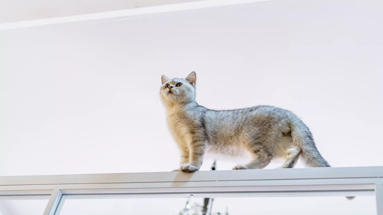 Cat owner finally solves mystery over cat's climbing antics: "I caught her"