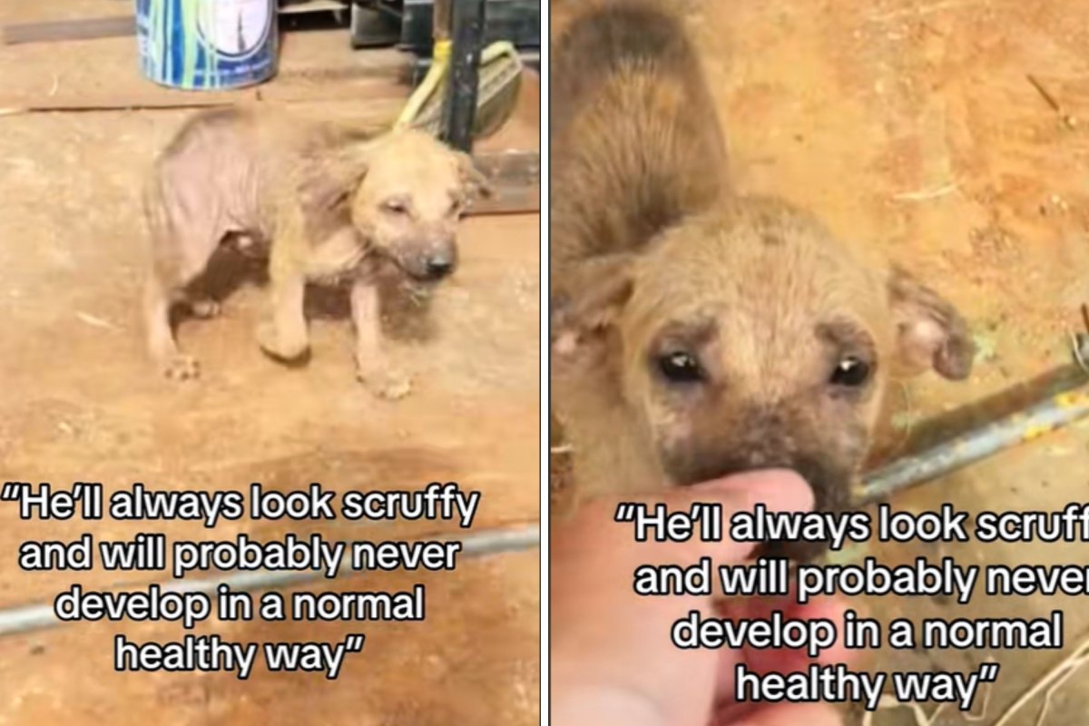 Scruffy rescue puppy in Indonesia
