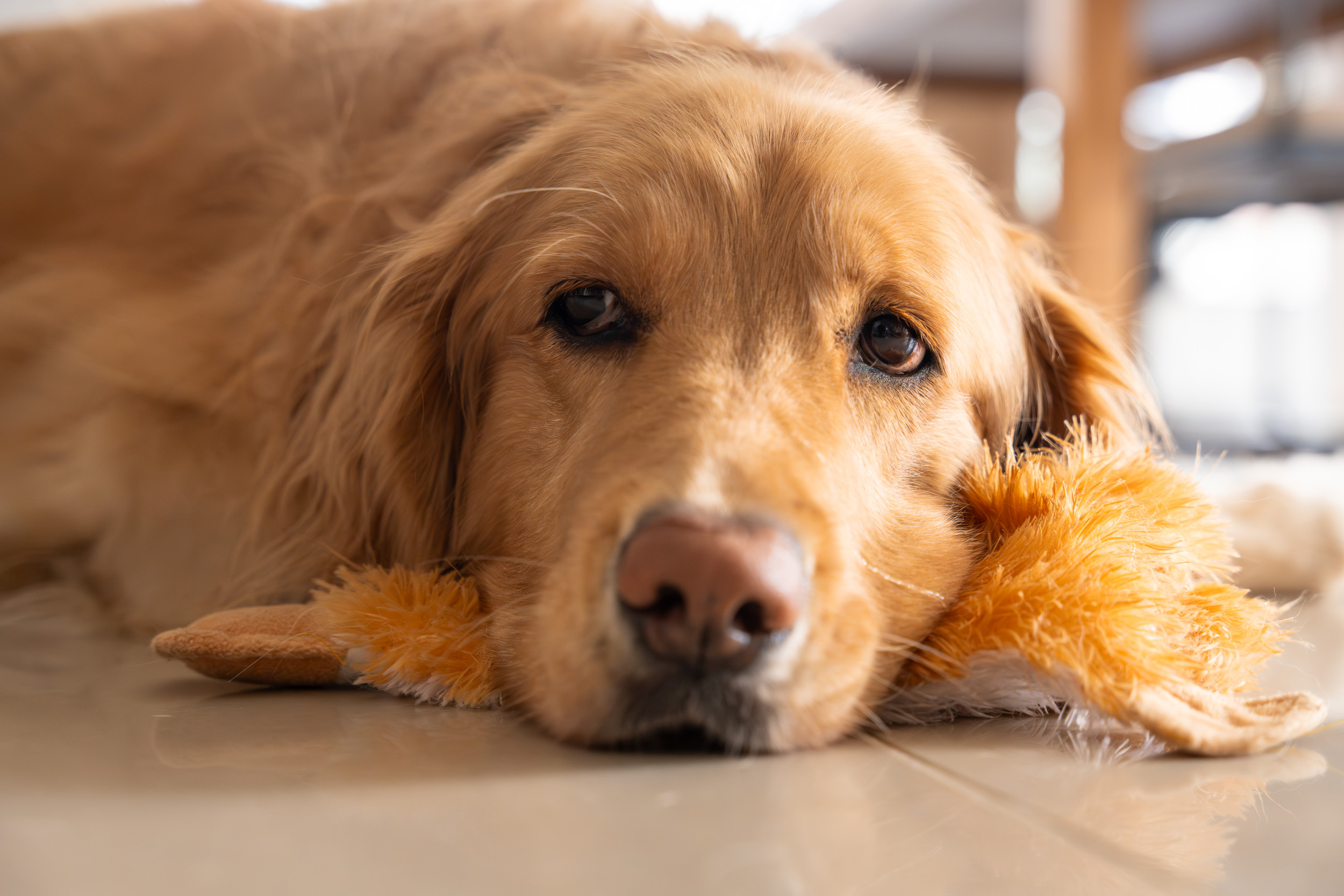 Adorable Reason Golden Retrievers Favorite Stuffies Are Always Wet