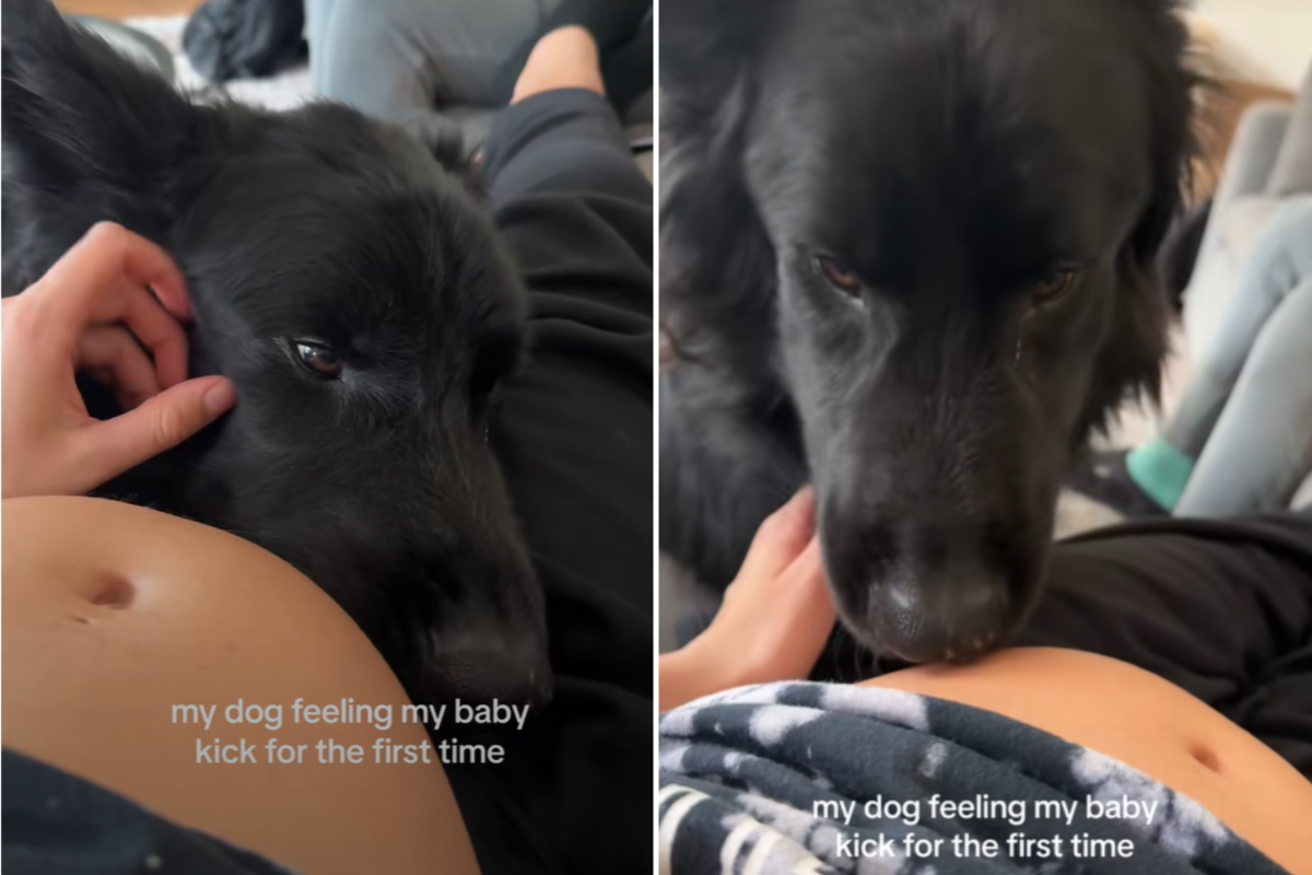 Dog feels baby kick