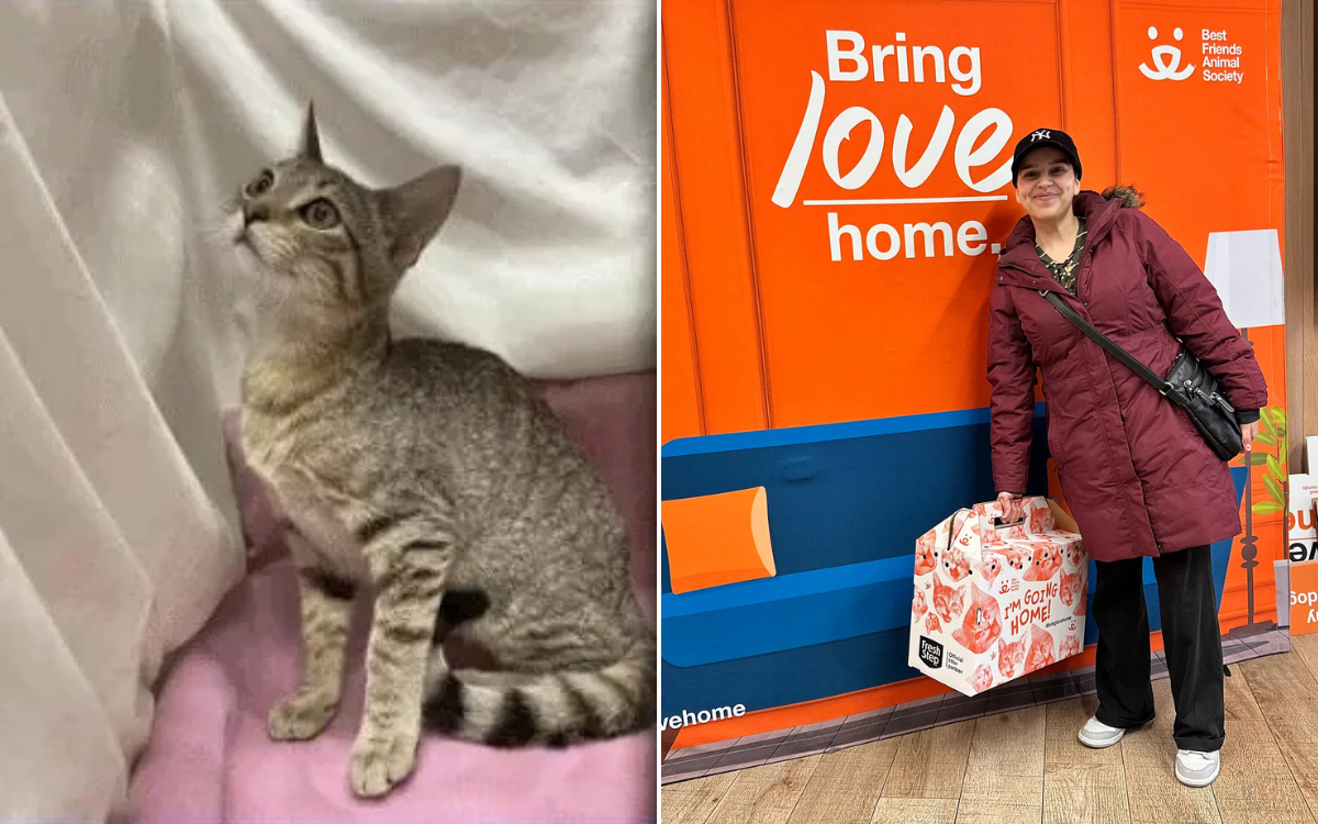 Stray cat found in Florida—microchip reveals shocking truth 1100 miles away