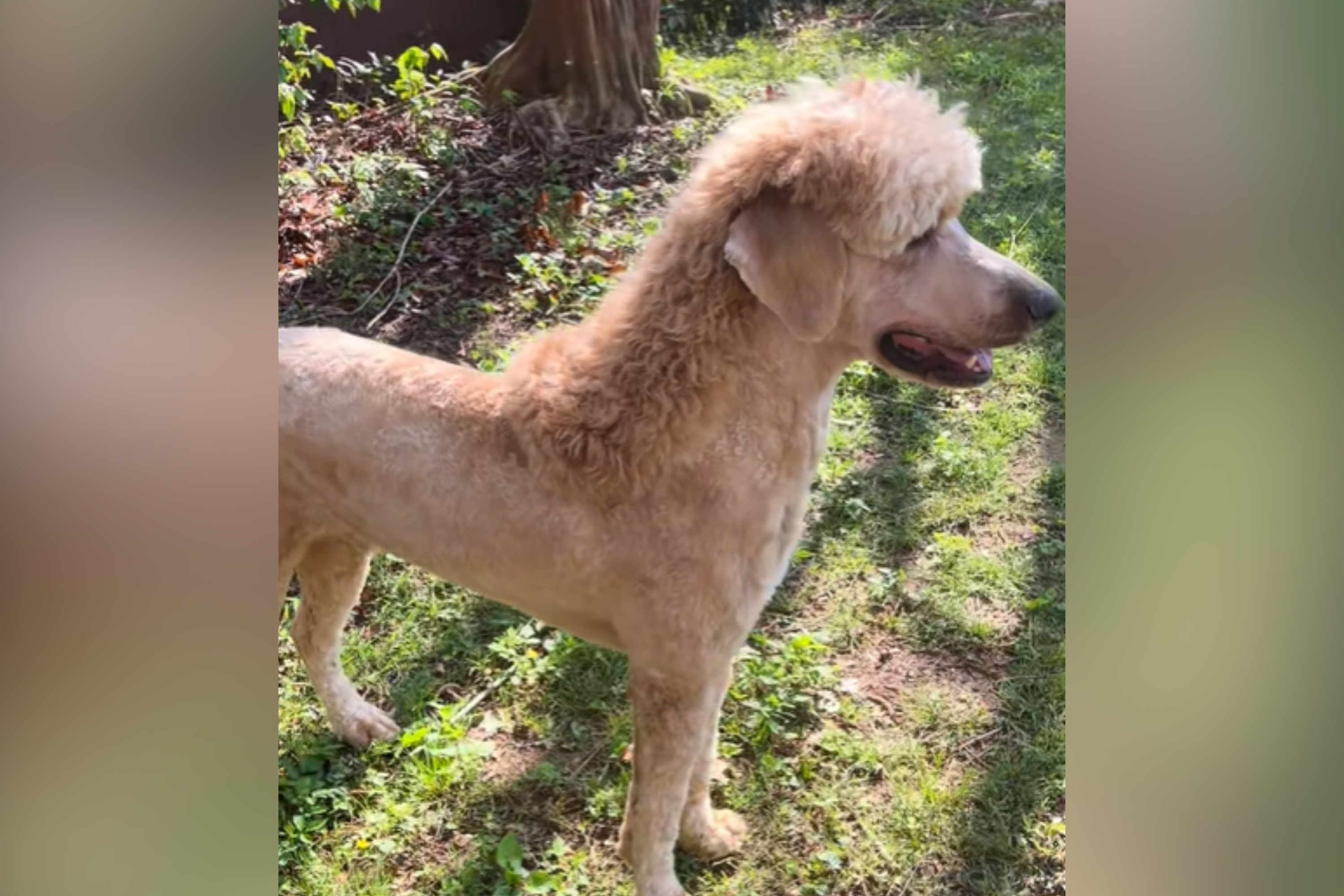 Husband Takes Dog to the Groomers—Wife Unprepared for What Comes Home