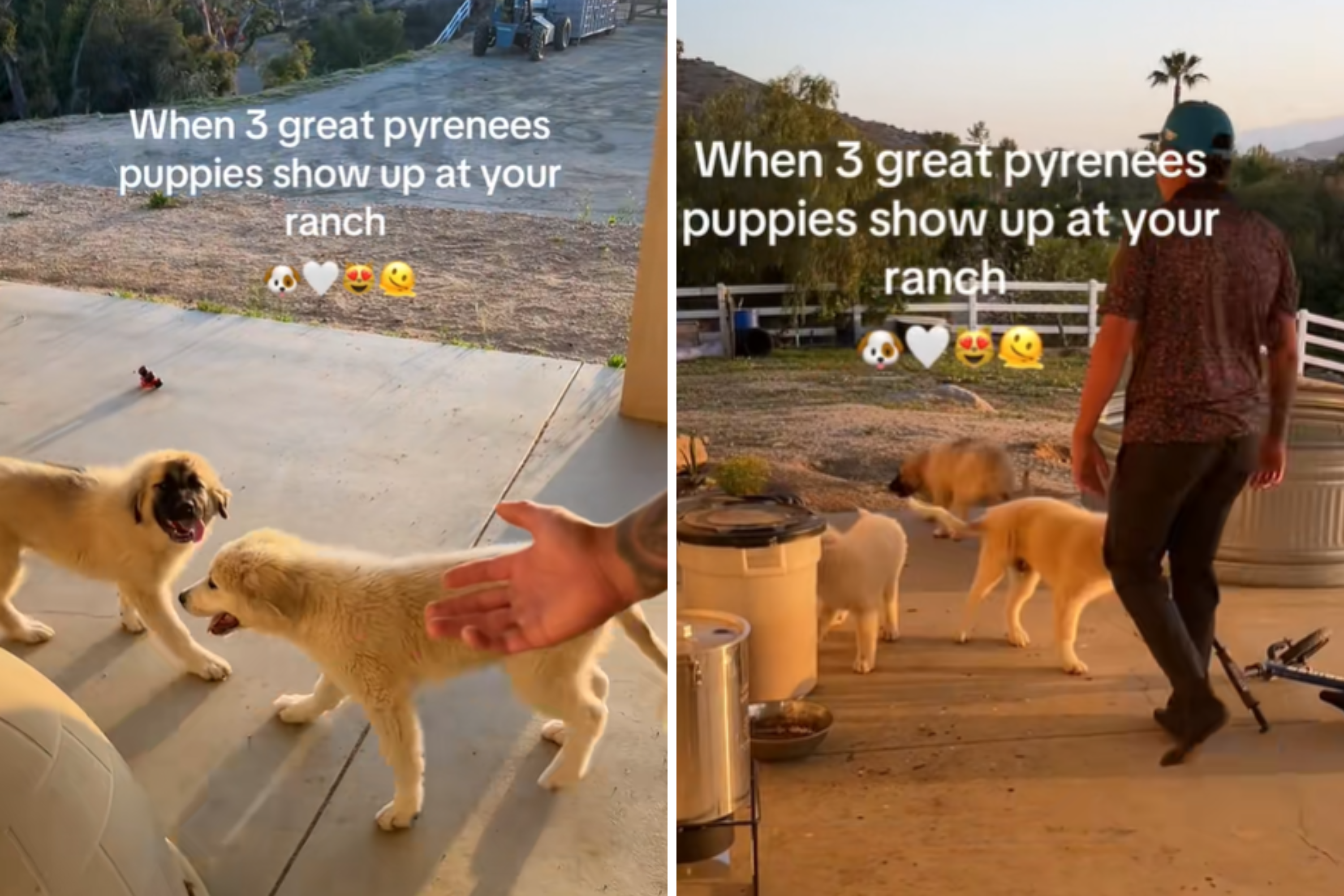 Couple open their backdoor, unprepared for three unexpected guests in yard