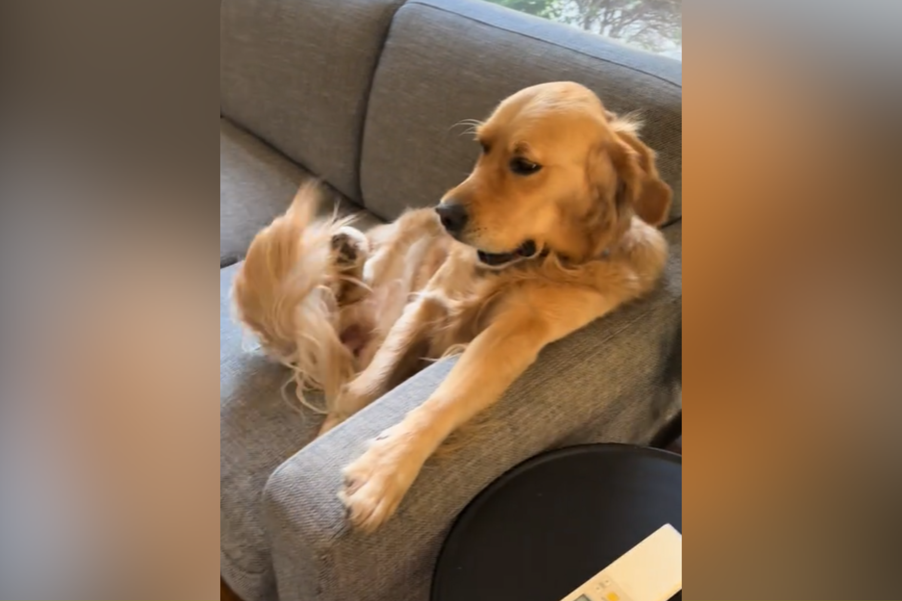 Hysterics at What Owners Find Dog Doing When They Get Home