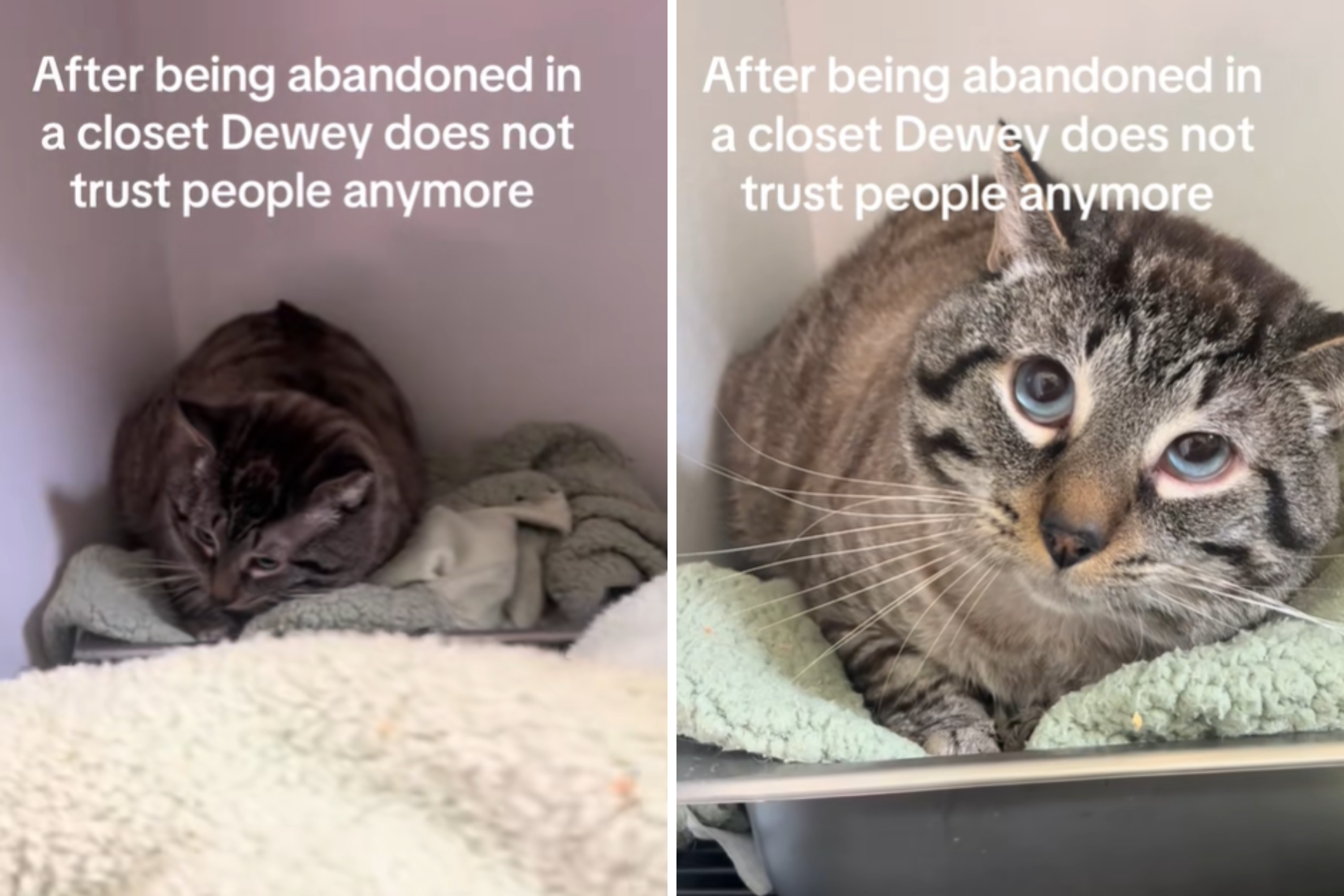 Tears As Shelter Cat Abandoned in Closet Doesnt Trust People Anymore