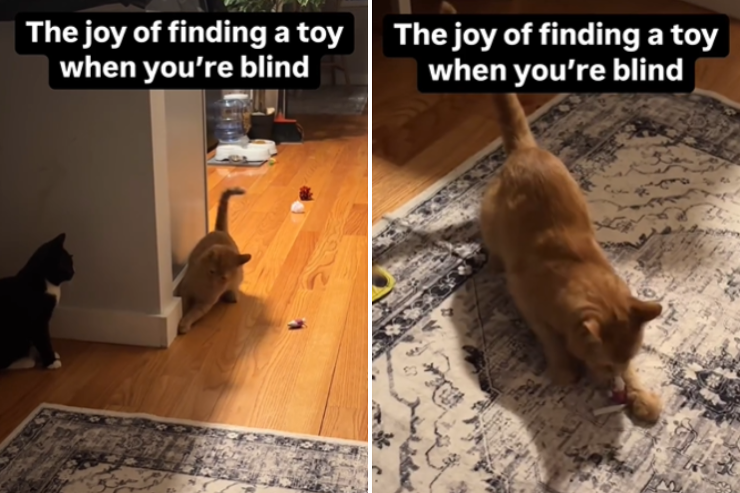 Hearts melt over blind cat's "joy" at finding a toy by himself