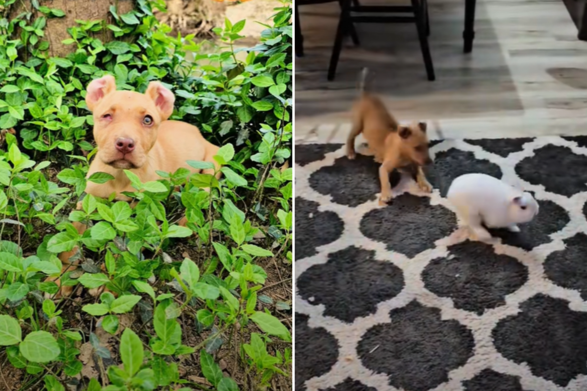 Pablo rescue dog