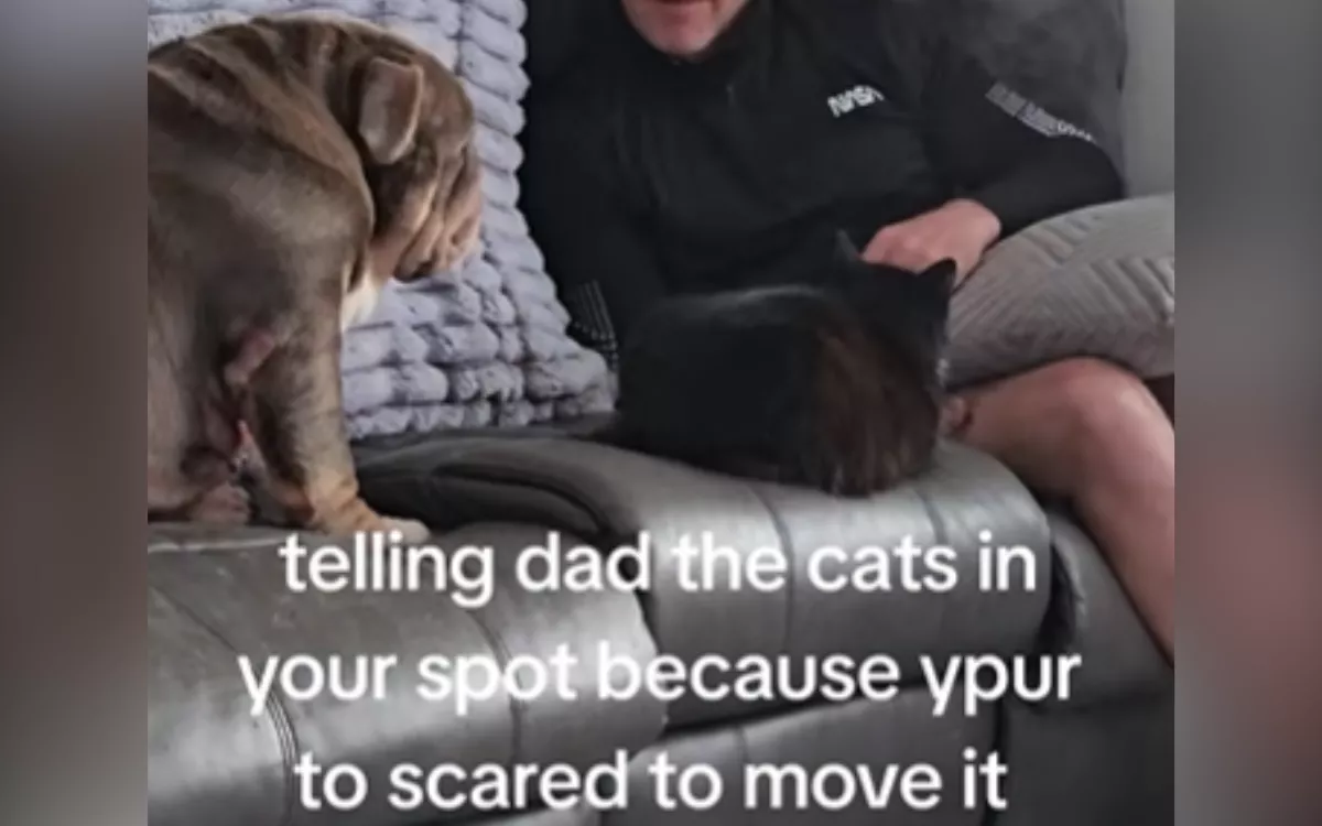 Dog "too scared" to move cat off her spot on couch, asks Dad for help
