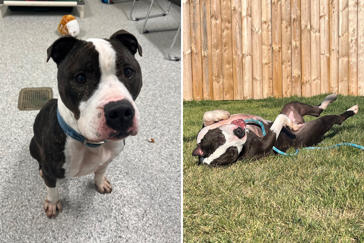 Hearts Break Over Face of Shelter Dog Adopted Then Returned the Next Day