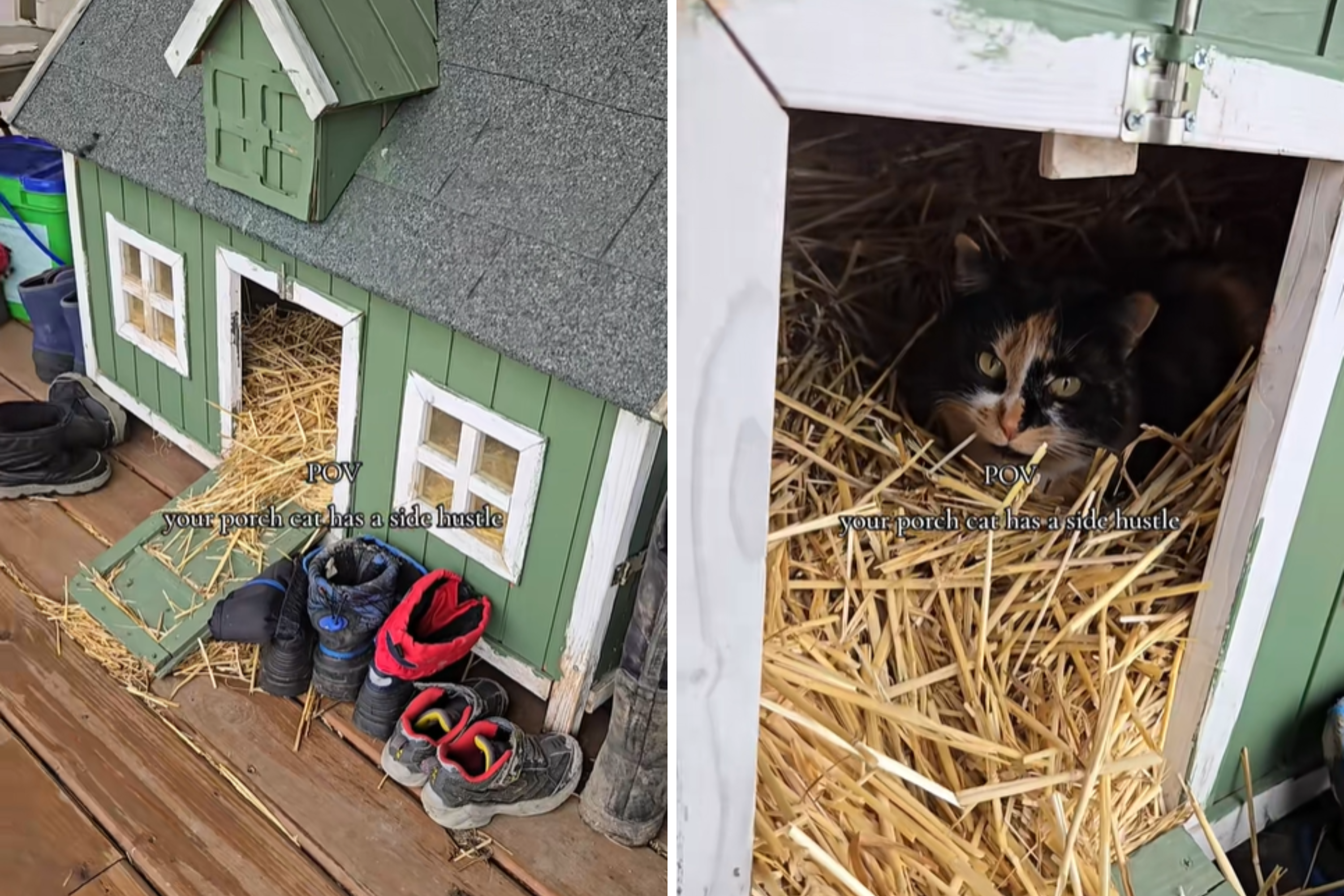Woman goes to check cat house, unprepared for unexpected guest