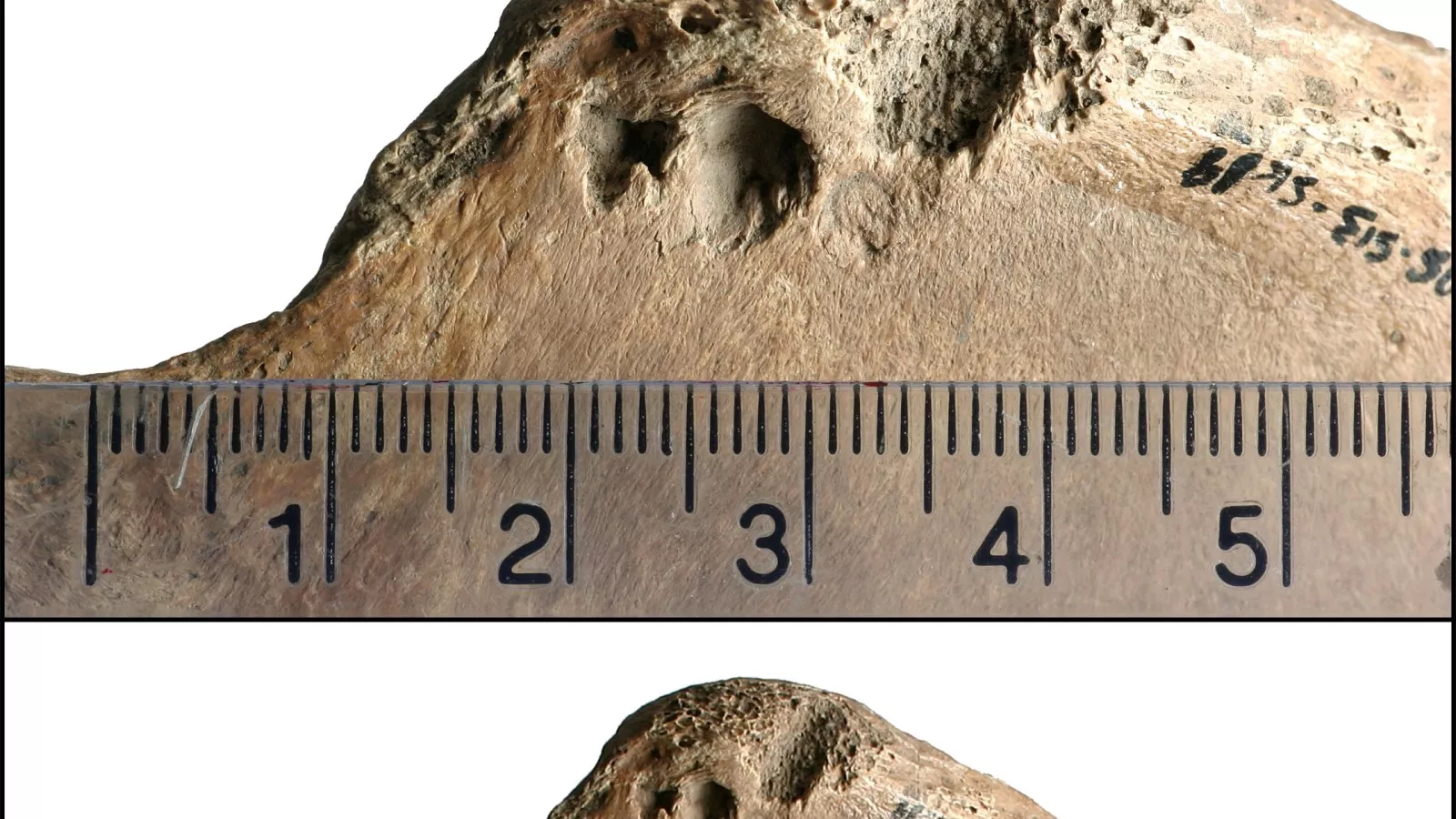 Archaeologists reveal gladiator attacked by lion in Roman "spectacle"