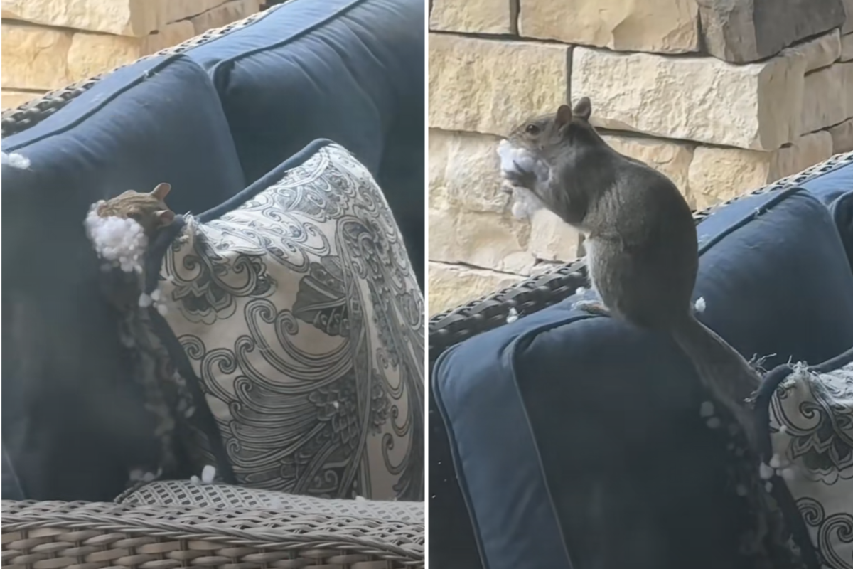 Squirrel eating cushions