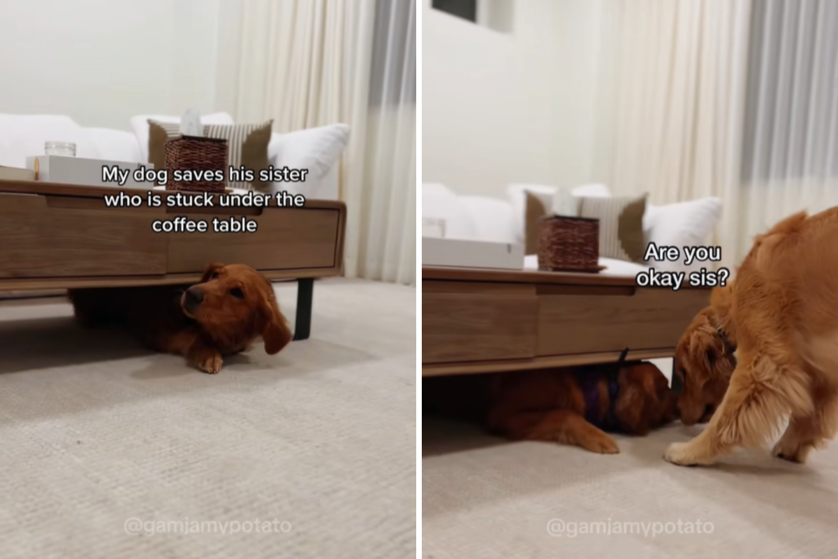 golden retriever rescues sister