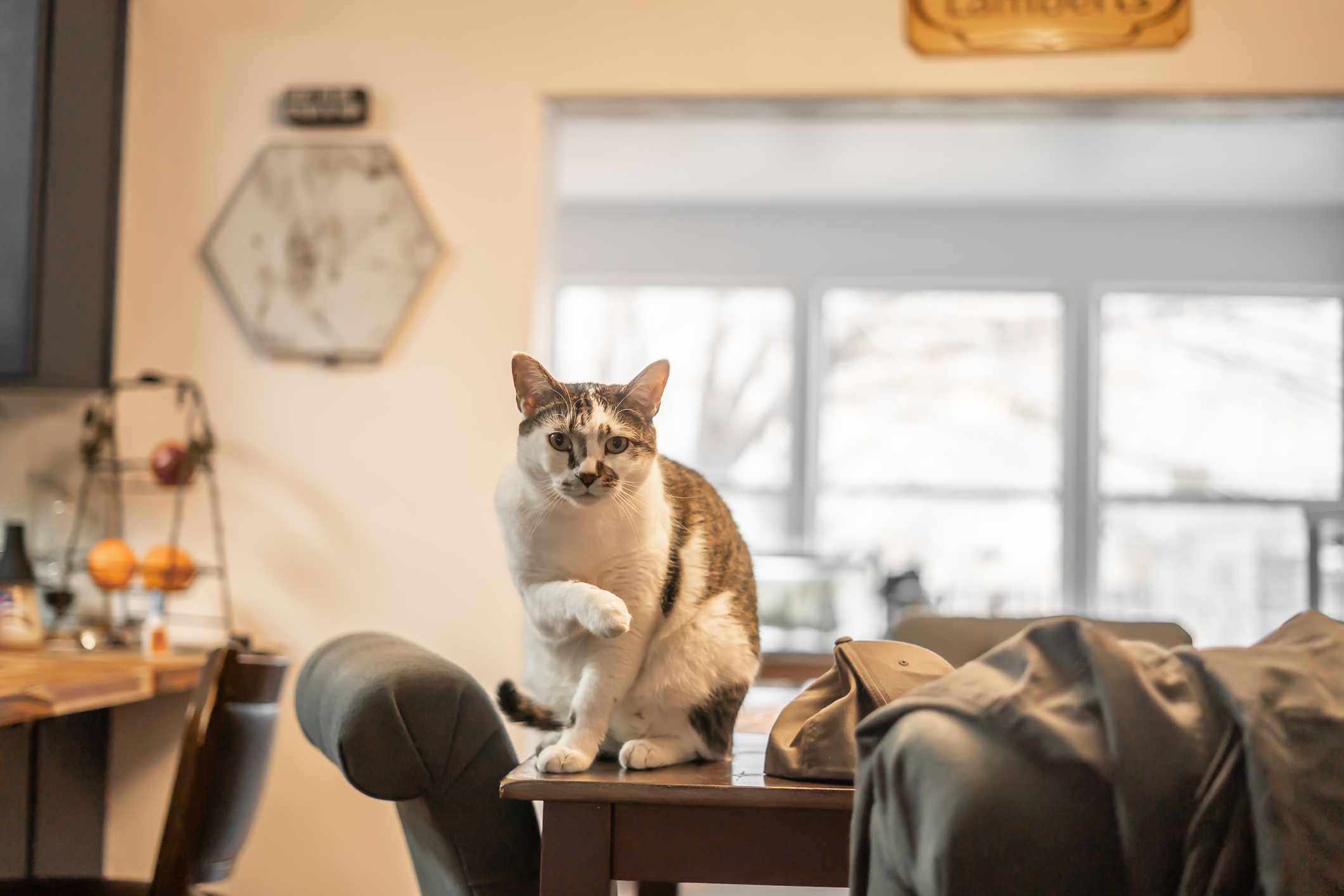 Couple try to enjoy "quiet, child-free" morning—cat has other plans