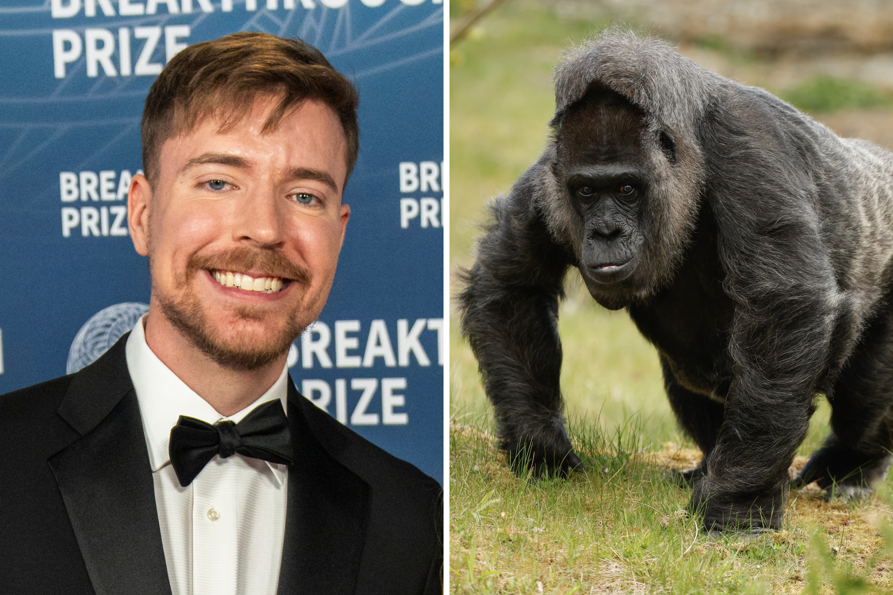MrBeast Faces PETA Backlash Over Viral Gorilla Challenge